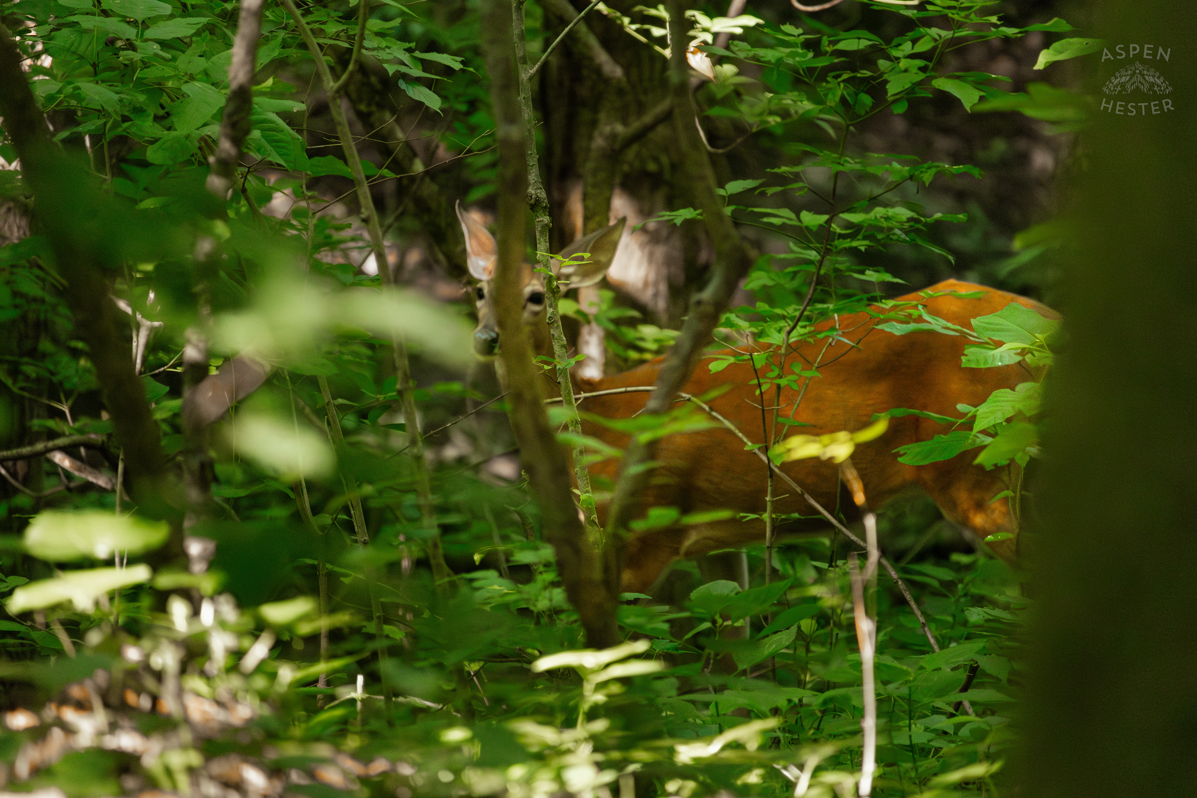 White Tailed Deer Foraging Deep in the Foliage of Cherokee Park. June 11th, 2024/Aspen Hester