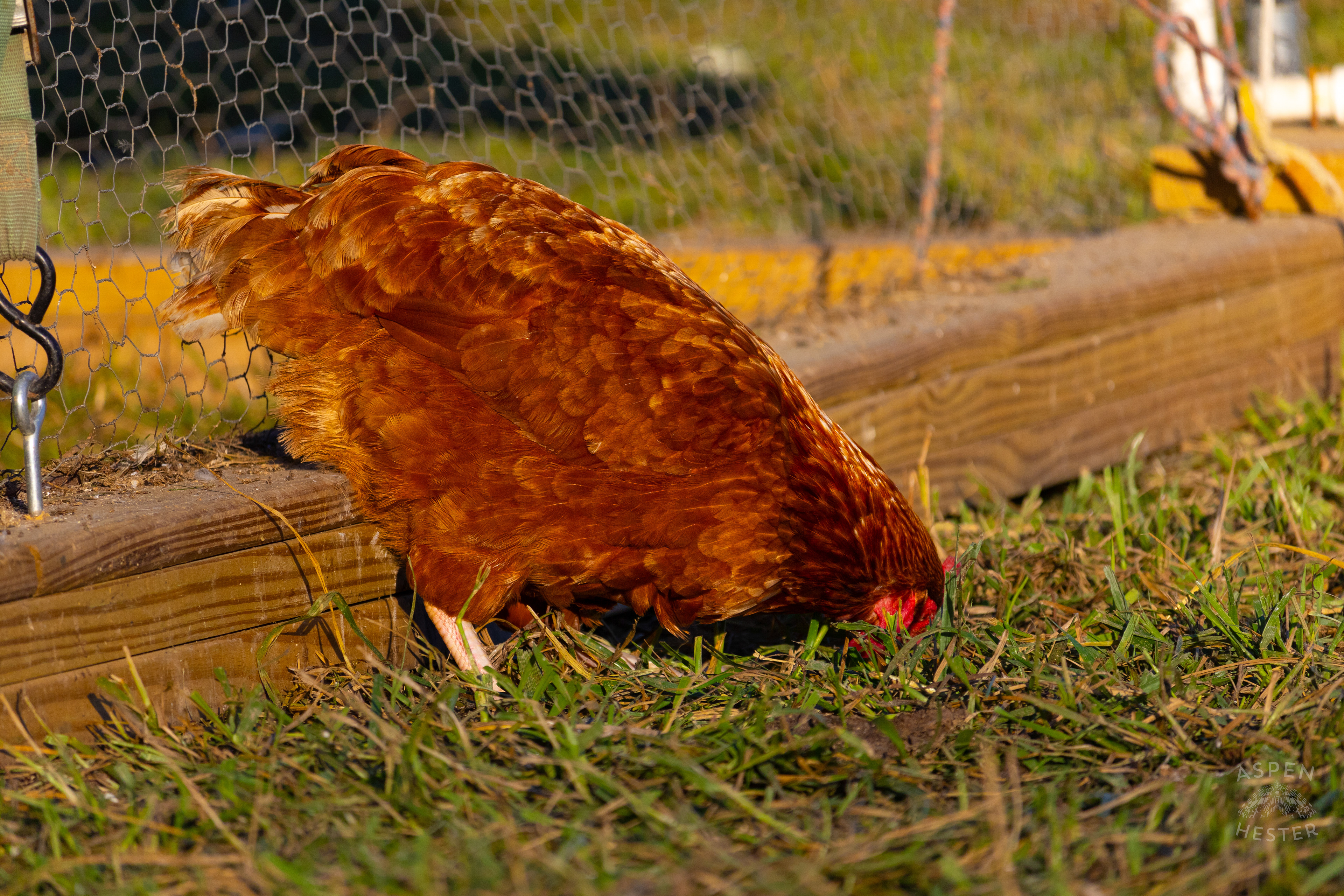A Chicken Pecking About on Skinner Farms Thanksgiving Turkey Pick Up Day. November 24th, 2024/Aspen Hester