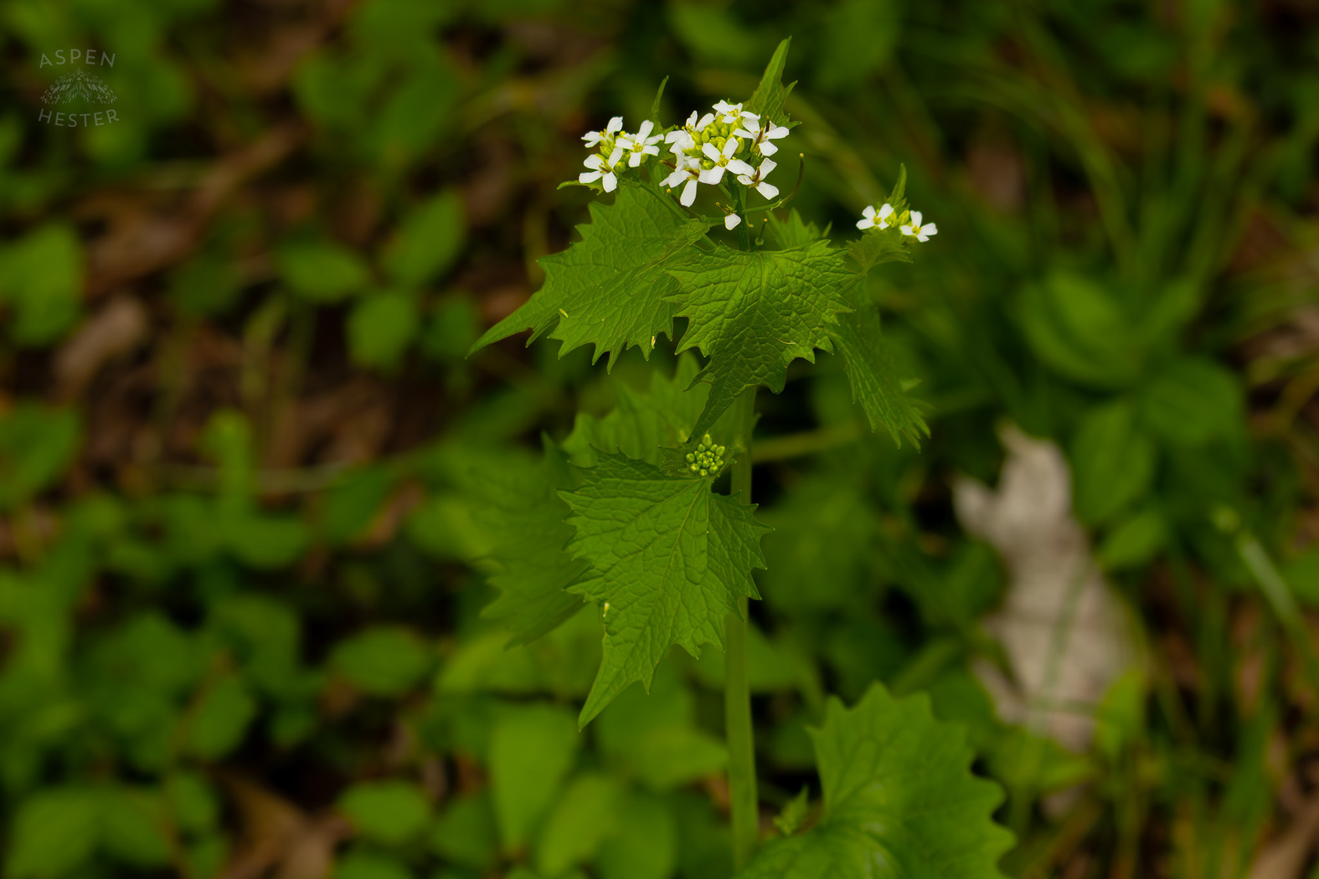 Garlic Mustard Growing in Brown Park. April 14th, 2025/Aspen Hester