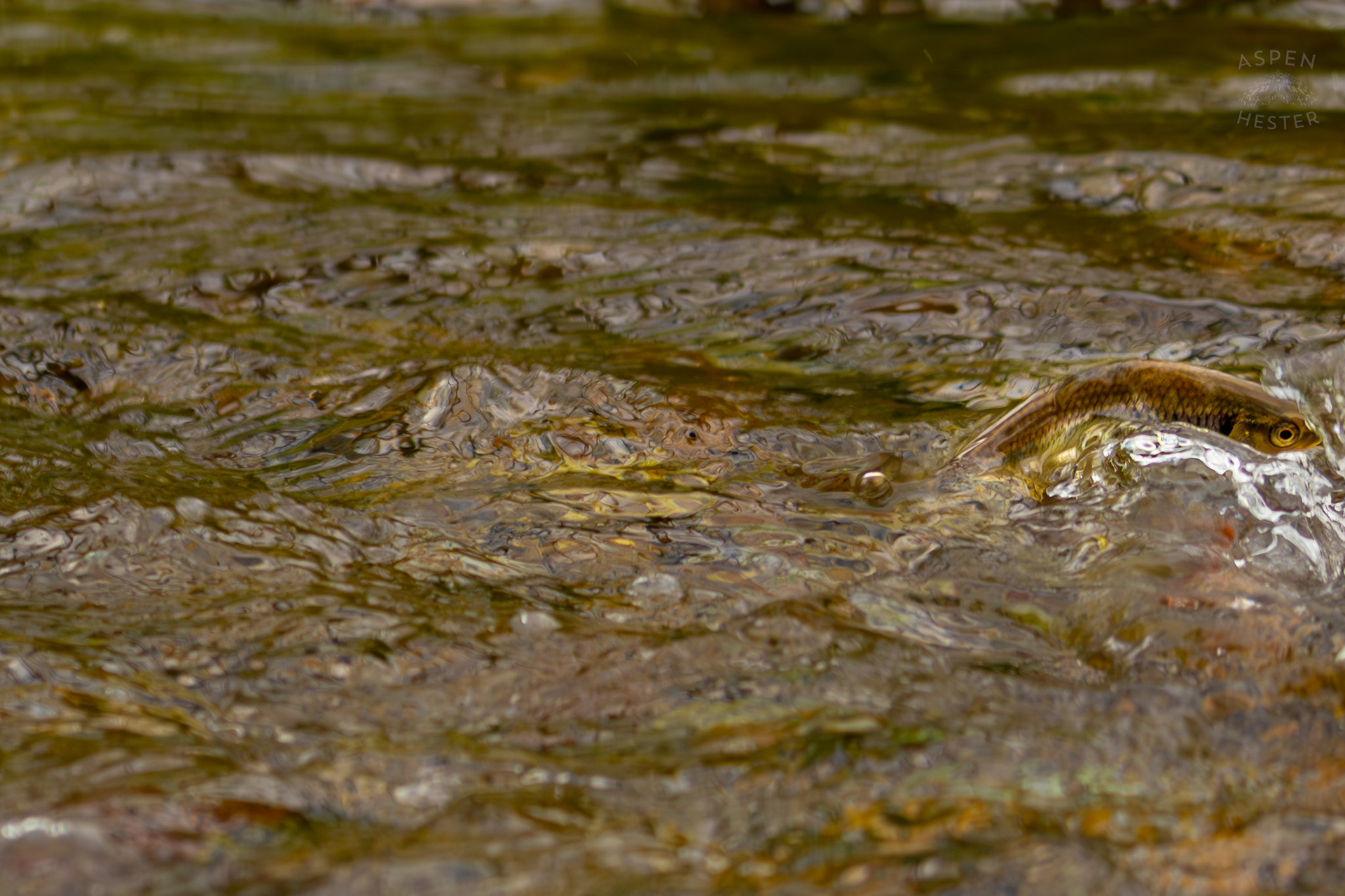 A Minnow Jumps Out of The Water of Middle Fork Beargrass Creek Where It Runs Through Brown Park. April 14th, 2025/Aspen Hester