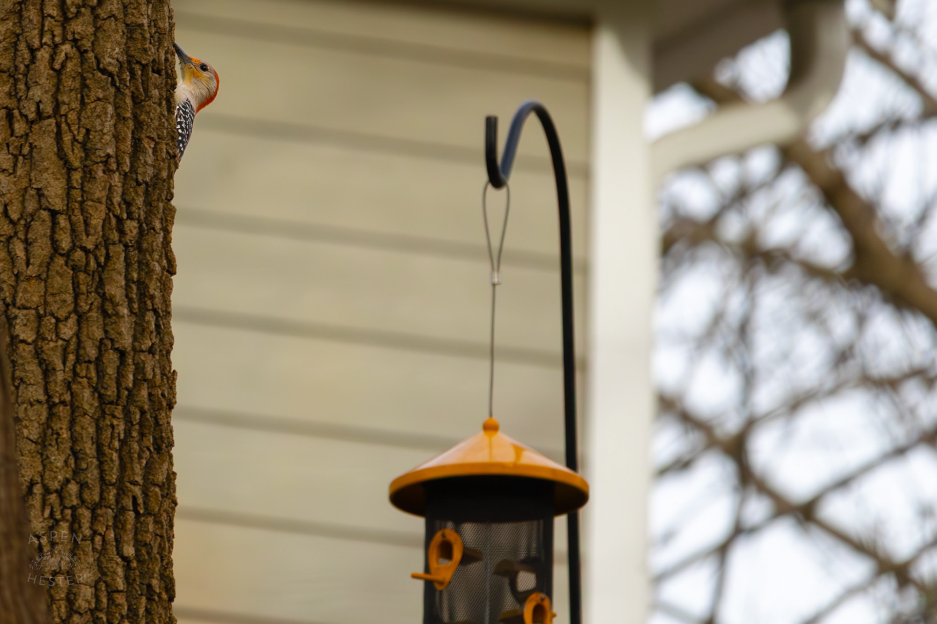 A Red-Bellied Woodpecker Hunts For Food on A Tree in My Neighbor's Yard. March 29th, 2026/Aspen Hester