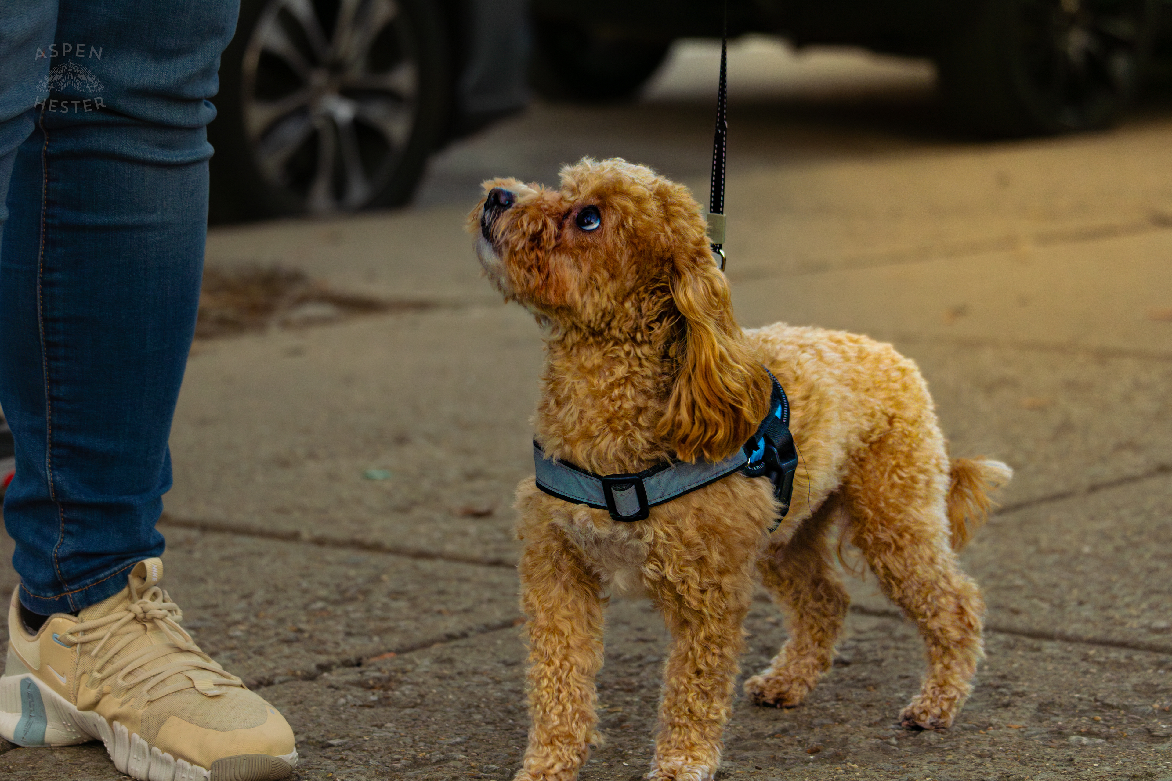 Dog Out for A Walk In Nulu on A Saturday Evening. November 14th, 2024/Aspen Hester