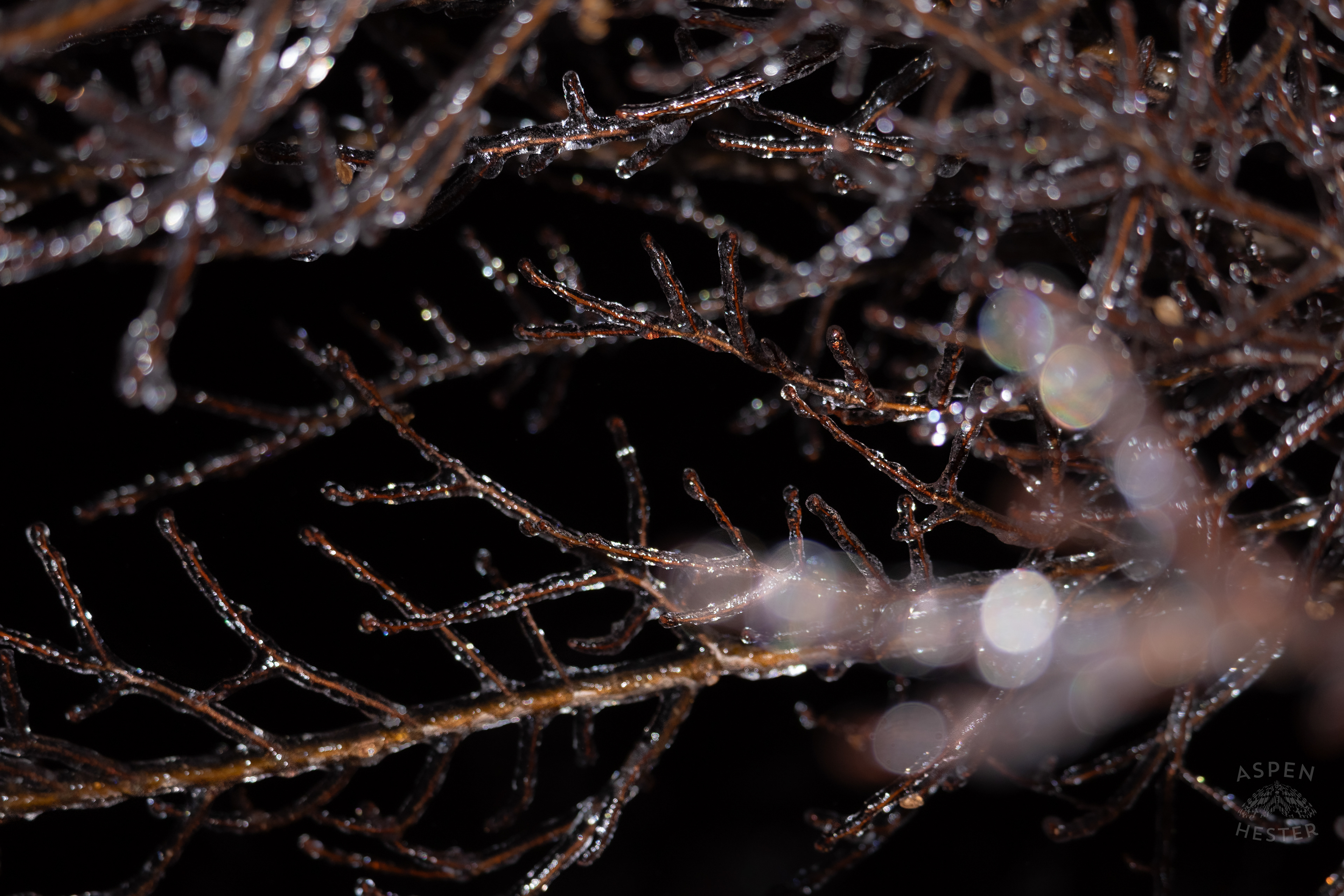 Ice Covered Trees in Okolona Caused by Winter Storm Blair. January 5th, 2025/Aspen Hester