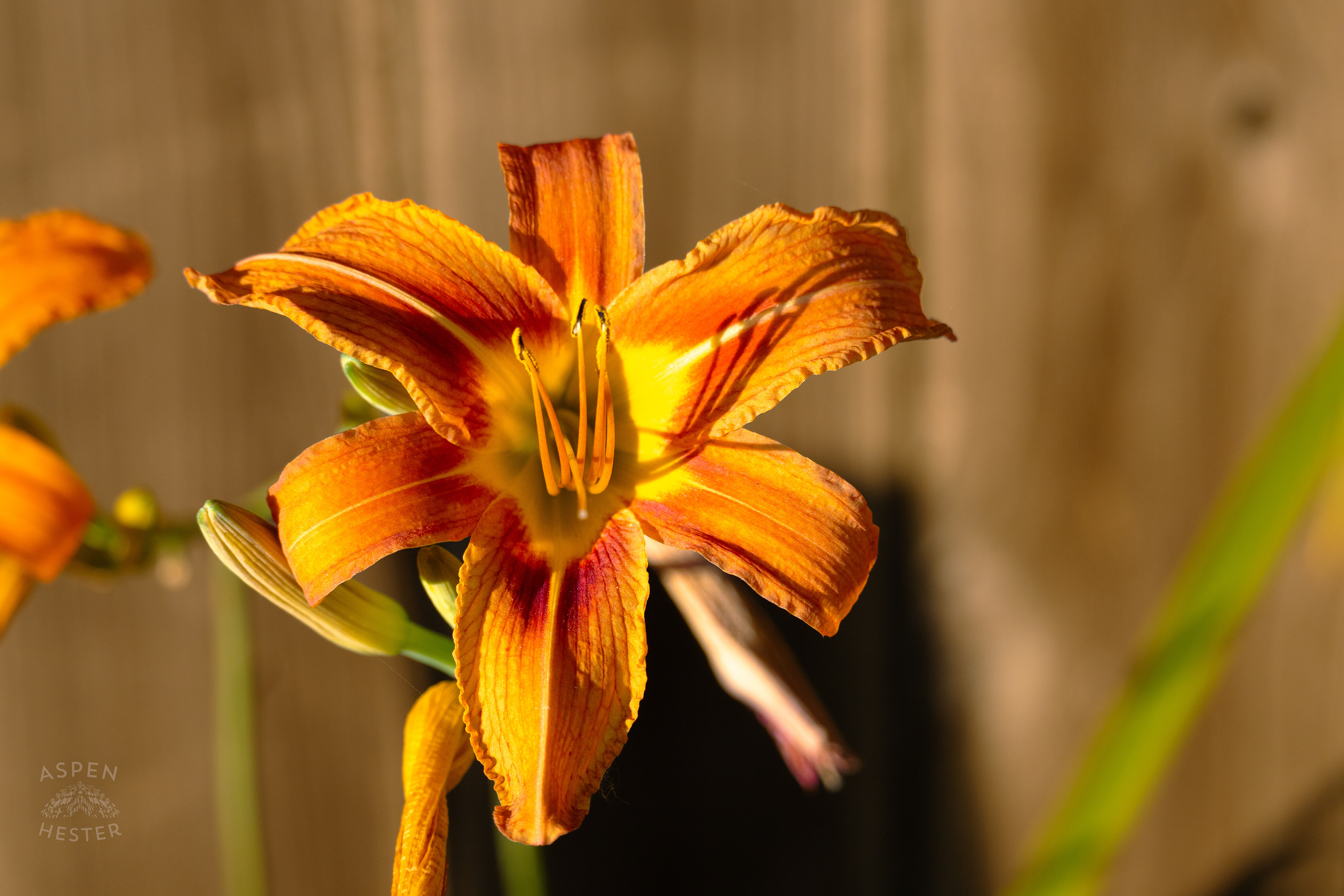 Daylily During Golden Hour on Preston Street. May 30th, 2024/Aspen Hester 