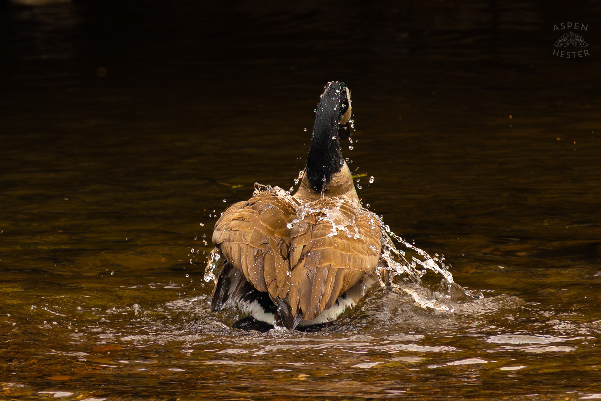 A Goose Washes Themselves in Middle Fork Beargrass Creek Where It Runs Through Brown Park. April 14th, 2025/Aspen Hester