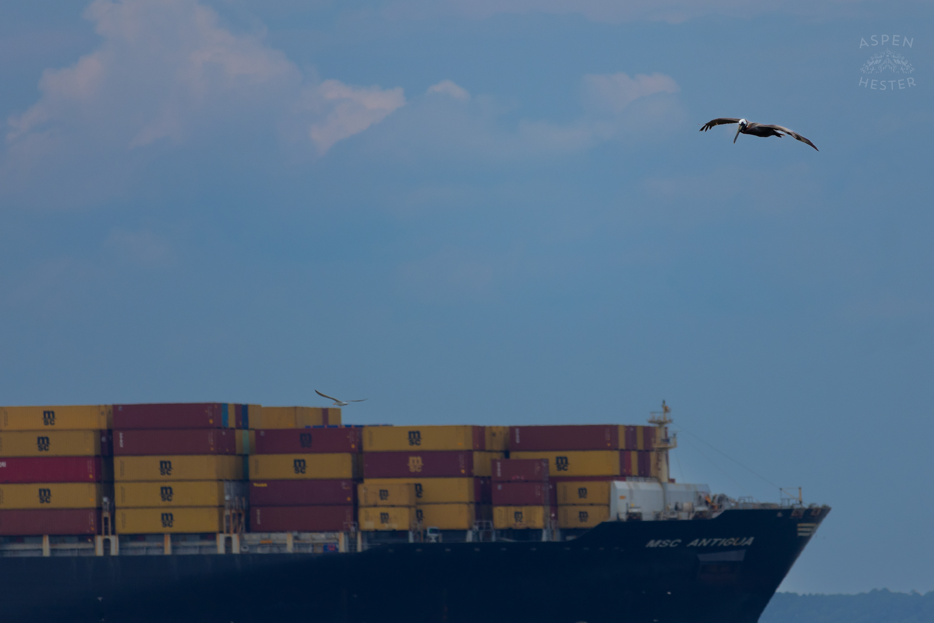 Sea Bird Diving Into The Water of Tybee Island Georgia. June 24th, 2024/Aspen Hester
