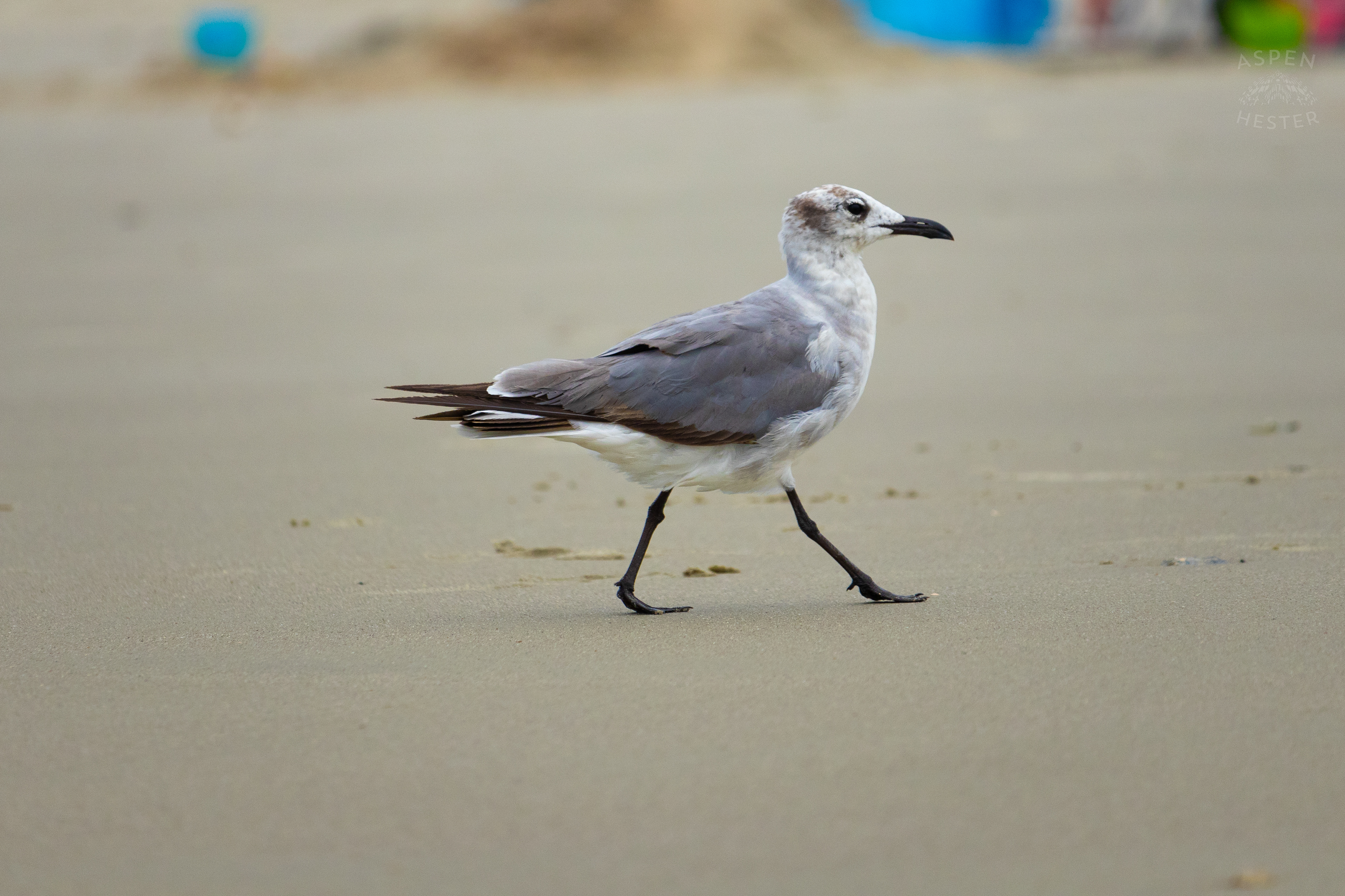 Seagull On Tybee Island Georgia. June 24th, 2024/Aspen Hester