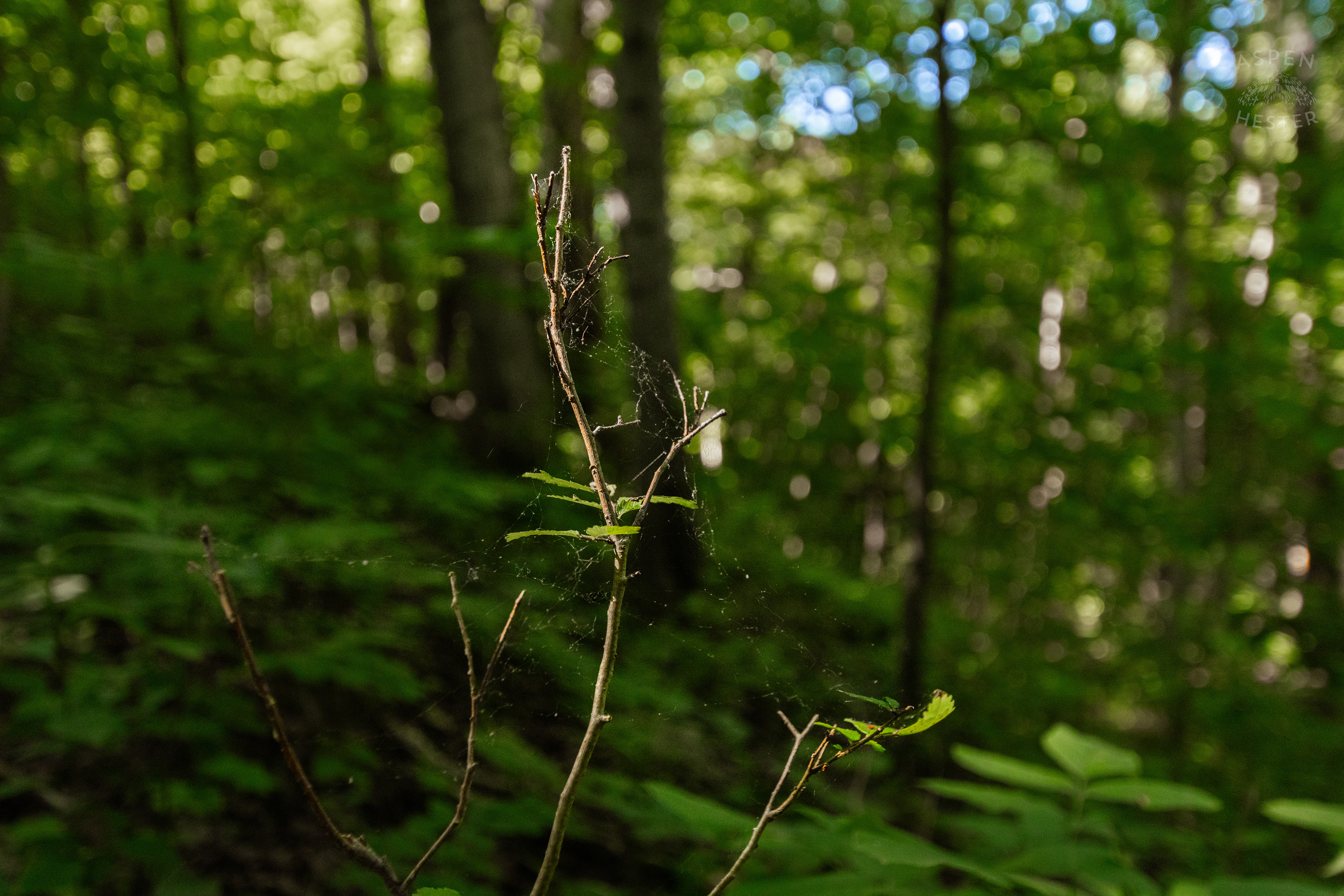 A Spiders Web in The Sunlight in Cherokee Park. June 11th, 2024/Aspen Hester