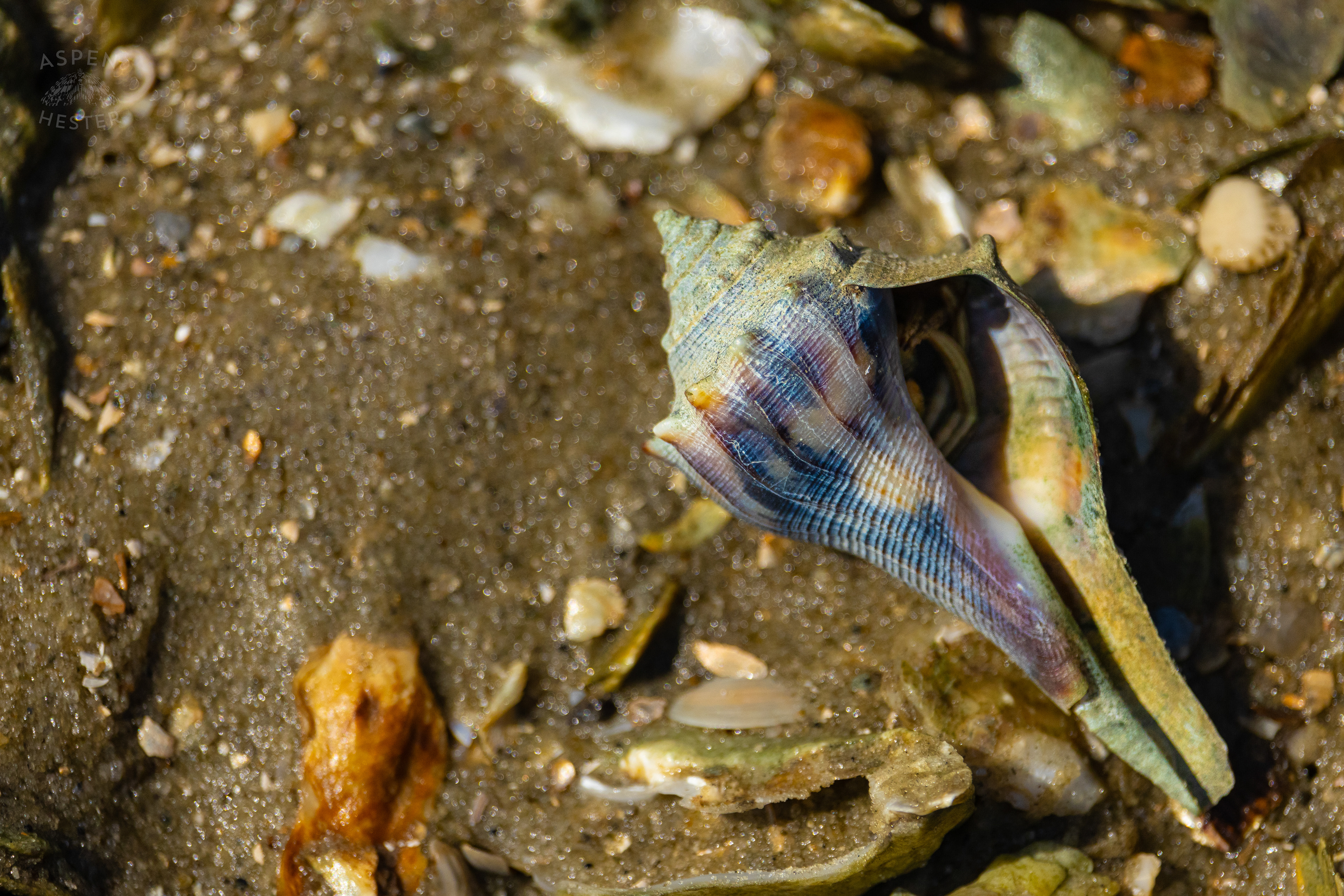 Hermit Crab on An Oyster Reef Off Tybee Island Georgia. June 25th, 2024/Aspen Hester