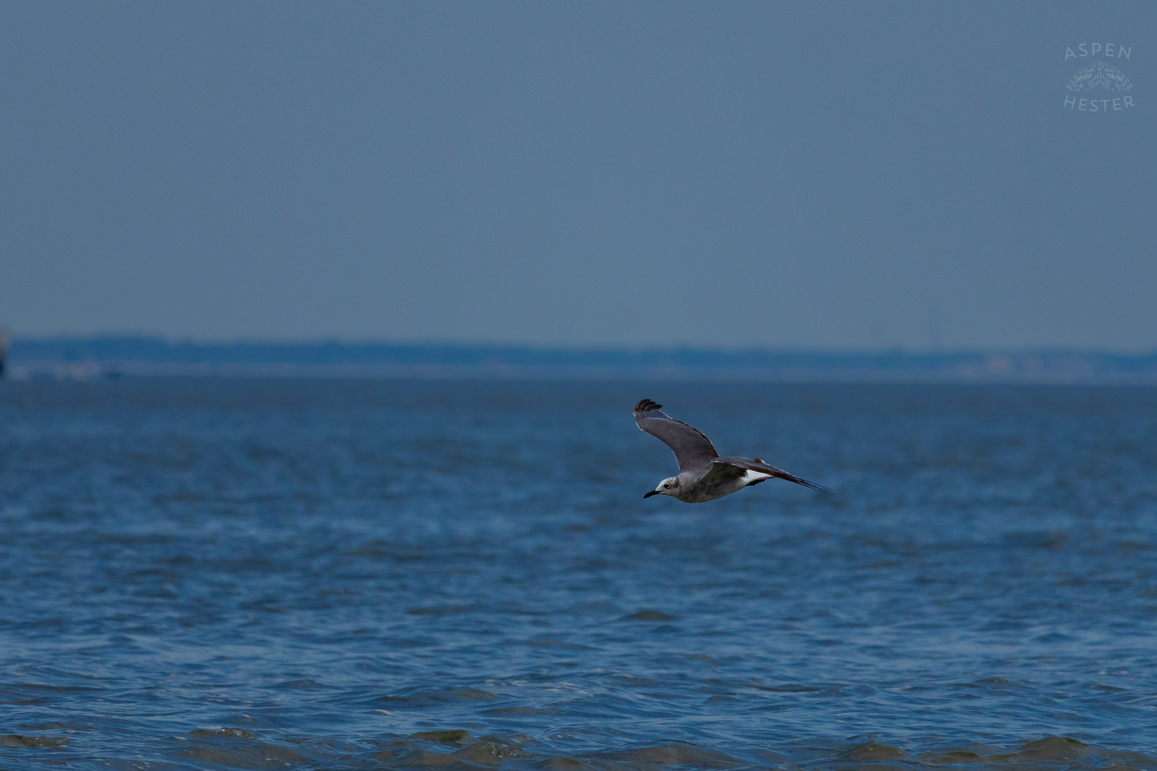 Seagull Flying On Tybee Island Georgia. June 24th, 2024/Aspen Hester