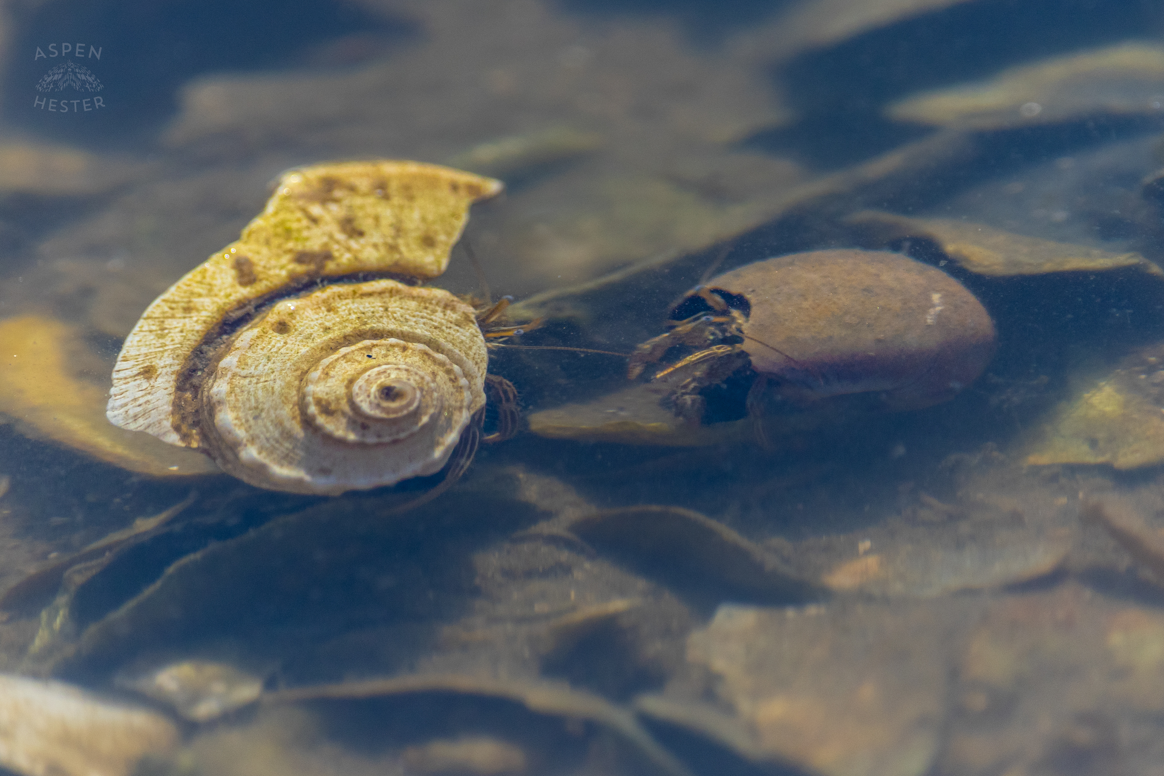 Hermit Crabs in A Tide Pool on Tybee Island Georgia. June 25th, 2024/Aspen Hester