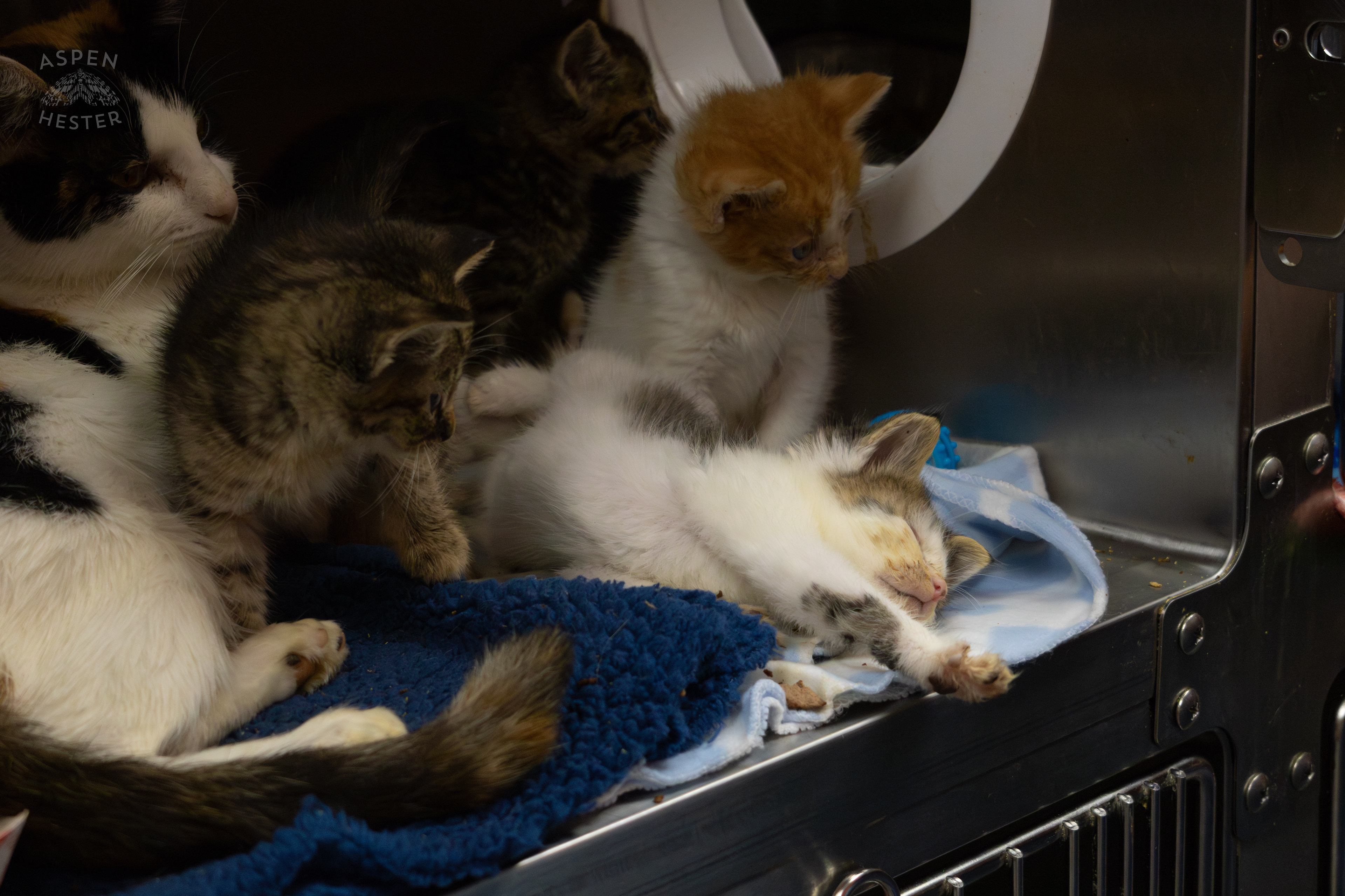 A Mother Cat and Her Kittens During A Telethon that Raised $8000+ for Louisville Metro Animal Services. August 28th, 2024/Aspen Hester