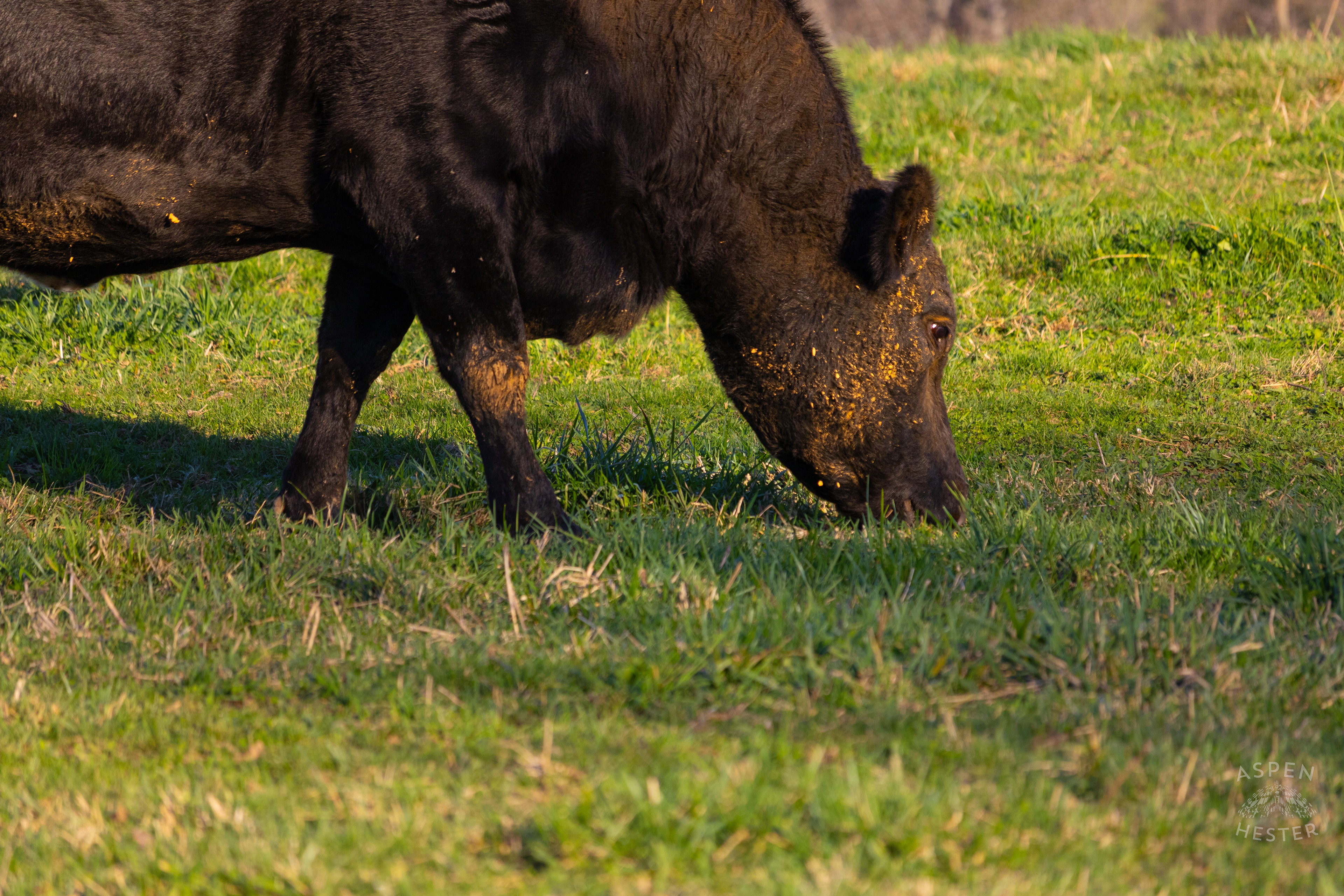 Pasture Fed Cow Rosie Mowing Through The Field on Skinner Farms Thanksgiving Turkey Pick Up Day. November 24th, 2024/Aspen Hester