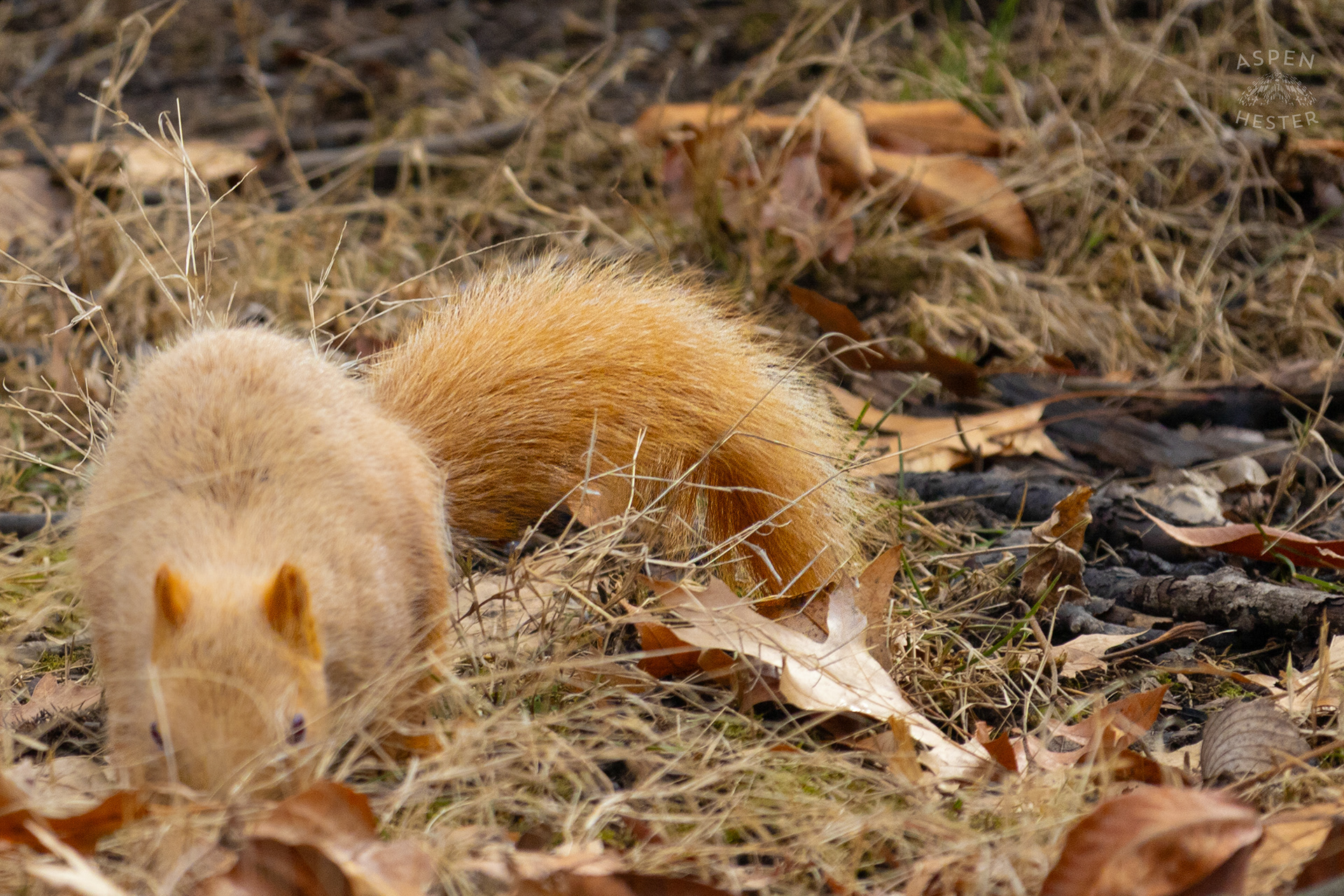 A Ginger Squirrel Foraging Around Outside The National Aviary in Pittsburgh Pennsylvania. February 26th, 2025/Aspen Hester
