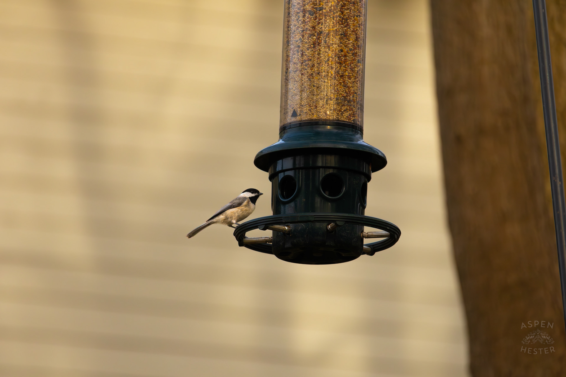 A Carolina Chickadees Eats From A Birdfeeder in My Neighbor's Yard. March 29th, 2026/Aspen Hester