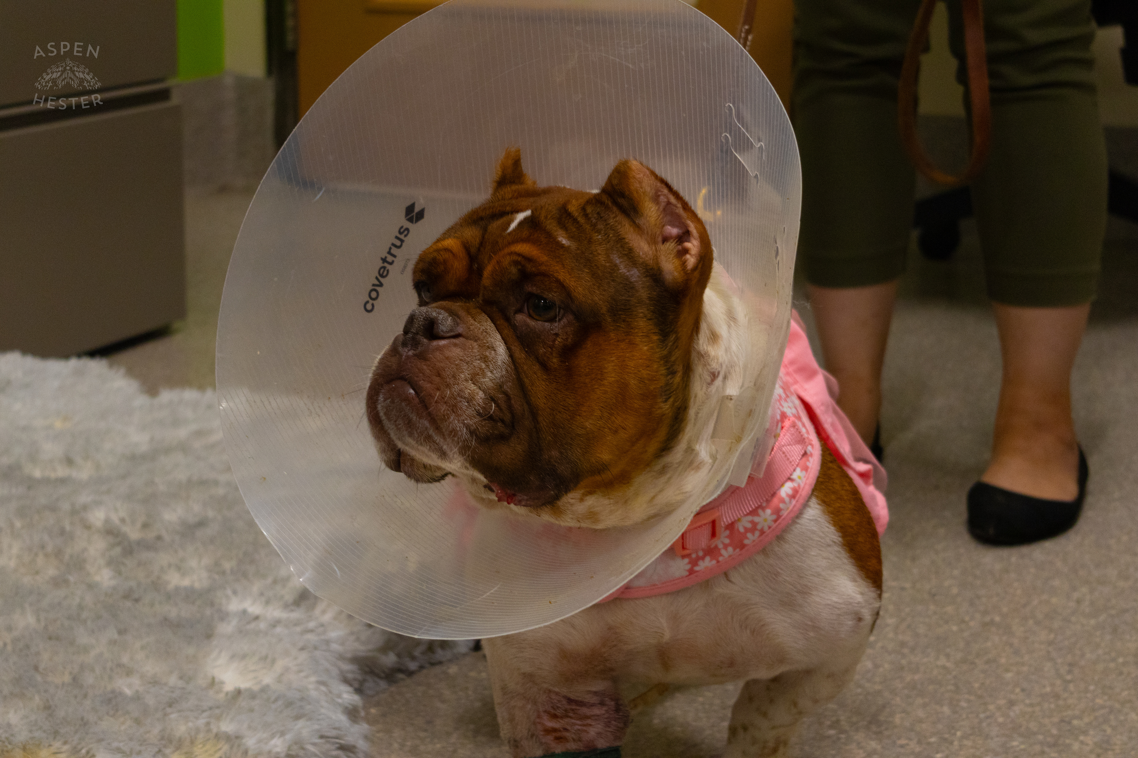 Newly Adopted Dog "Queen Bee" During A Telethon that Raised $8000+ for Louisville Metro Animal Services. August 28th, 2024/Aspen Hester