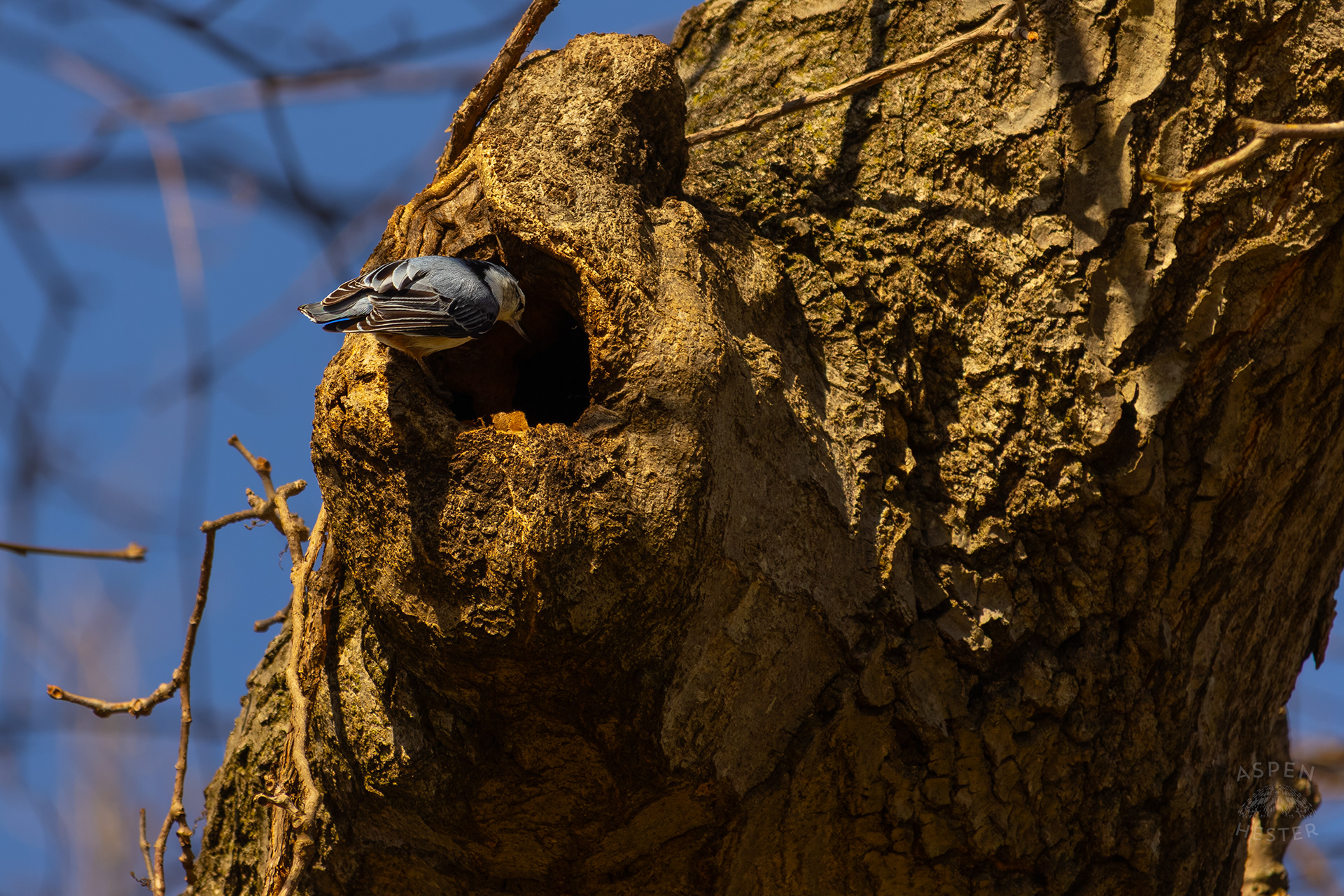 A Female White-Breasted Nuthatch Dances Around Her Tree Hollow Home in Wendell Moore Park Right Before Spring. March 18th, 2025/Aspen Hester