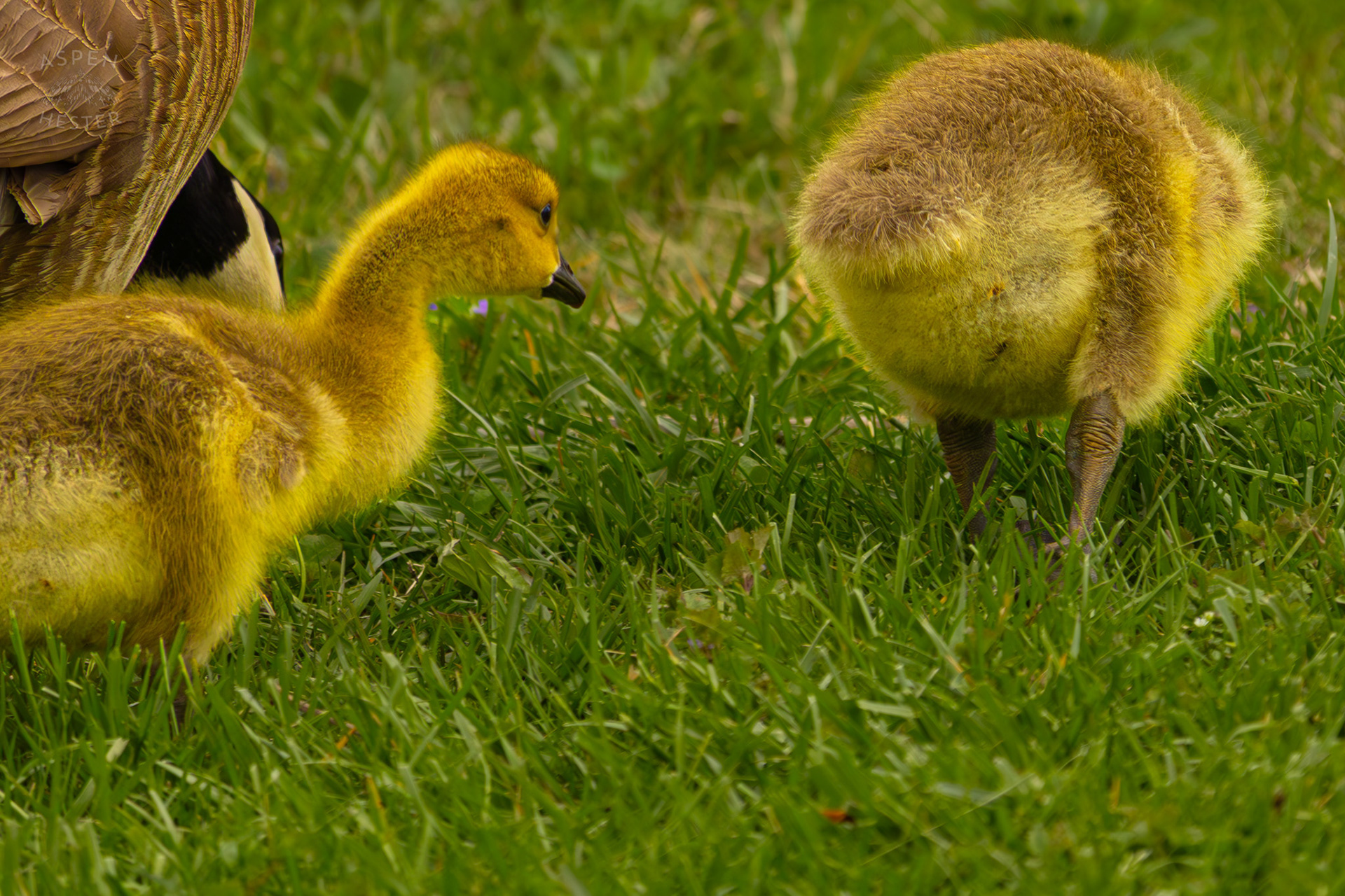 Two Goslings Graze Through Brown Park. April 14th, 2025/Aspen Hester