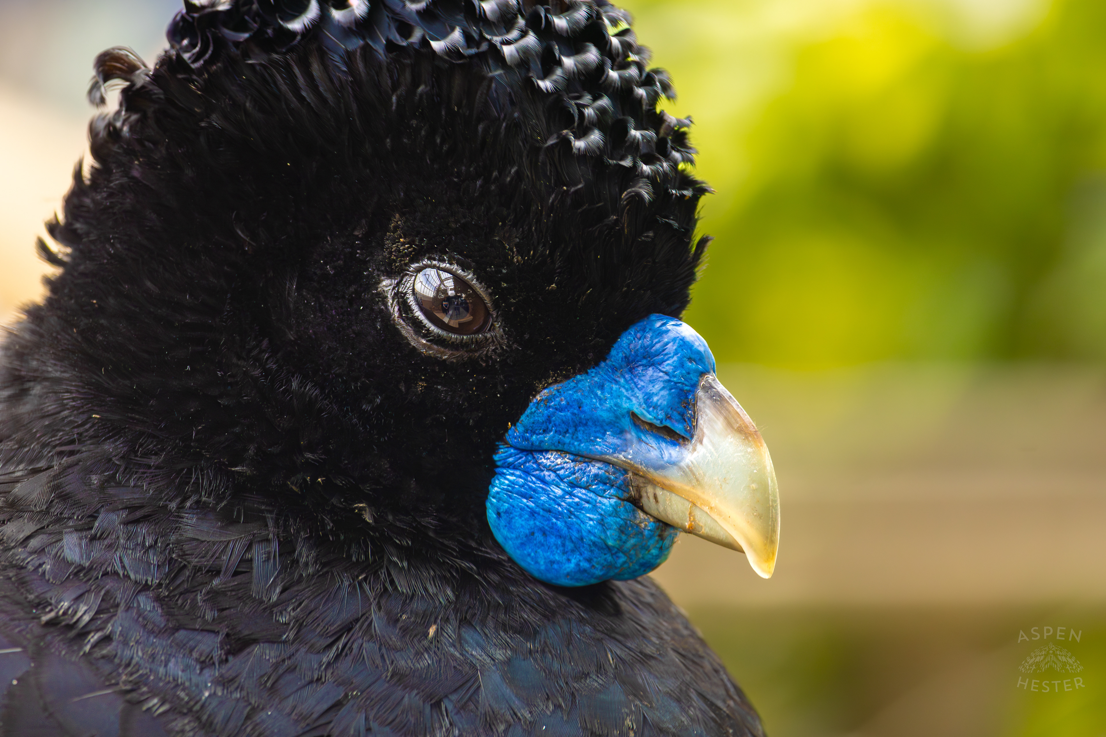 A Blue-Billed Curassow Hangs Out on The Railing of The Wetlands Inside The National Aviary in Pittsburgh Pennsylvania. February 26th, 2025/Aspen Hester