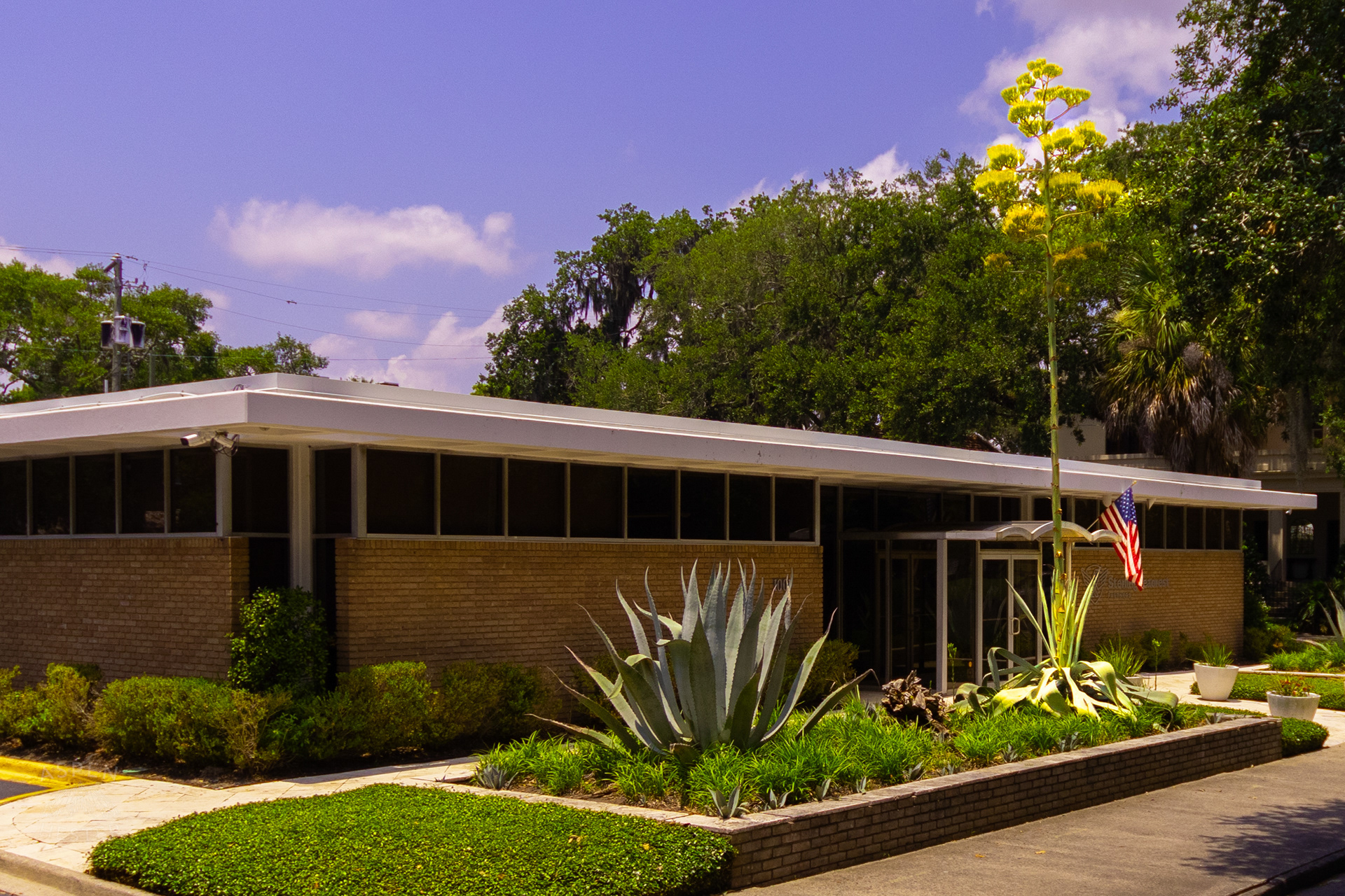 Century Plant in Savannah Georgia. June 26th, 2024/Aspen Hester