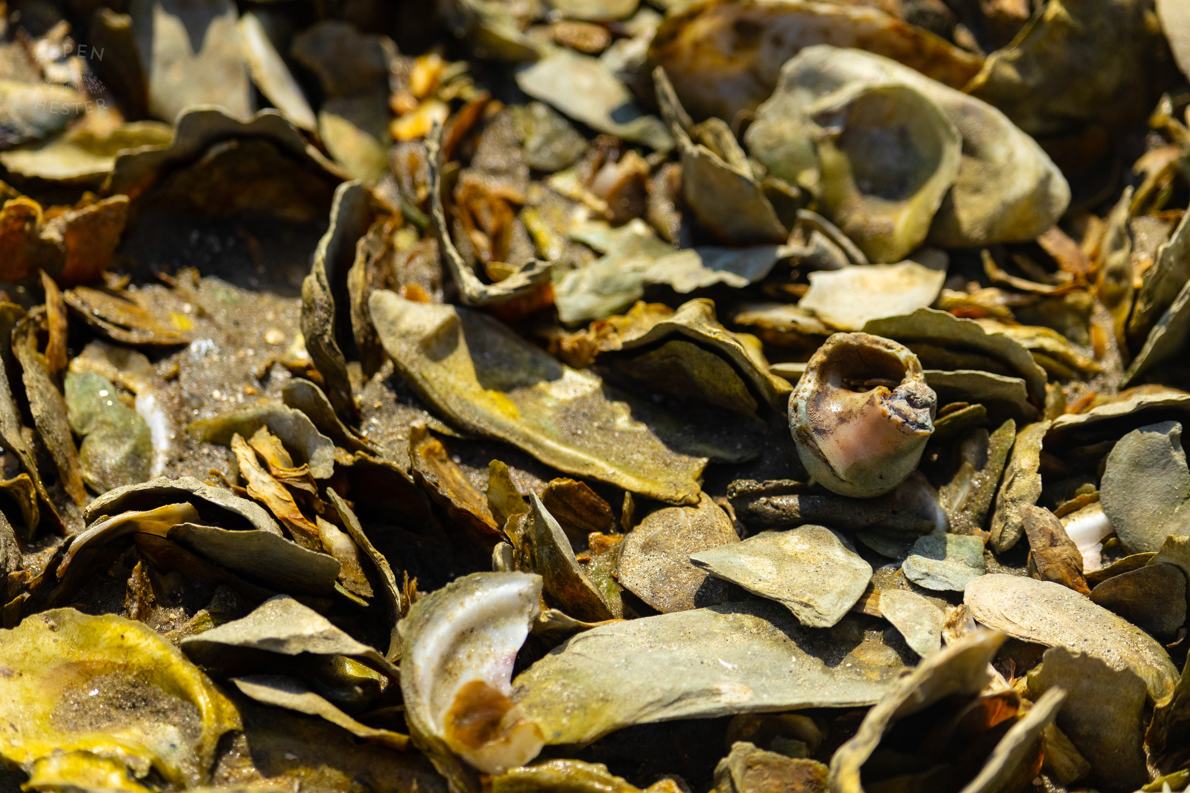 Hermit Crab on An Oyster Reef Off Tybee Island Georgia. June 25th, 2024/Aspen Hester