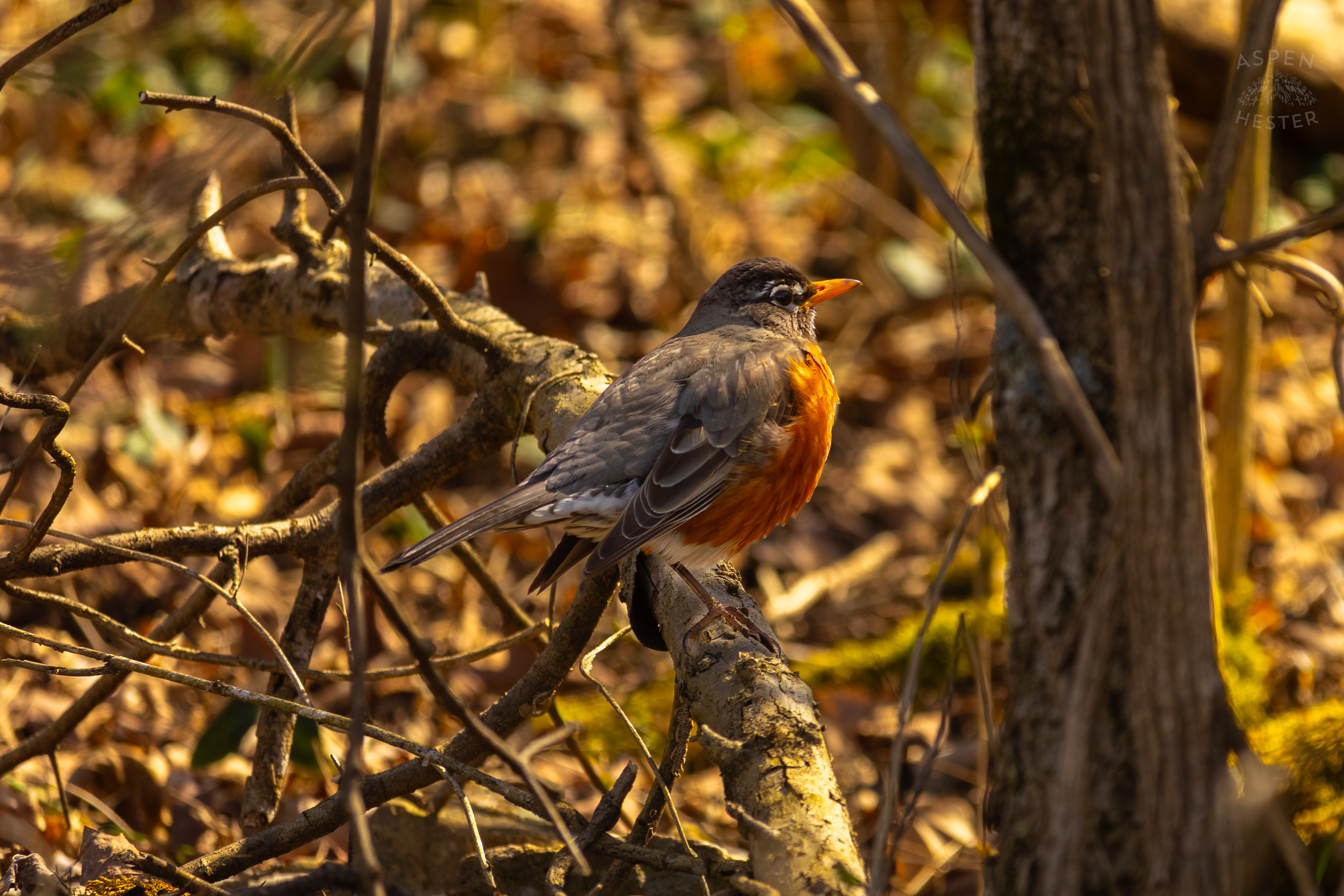A Male Robin Perches on A Branch in Wendell Moore Park Right Before Spring. March 18th, 2025/Aspen Hester