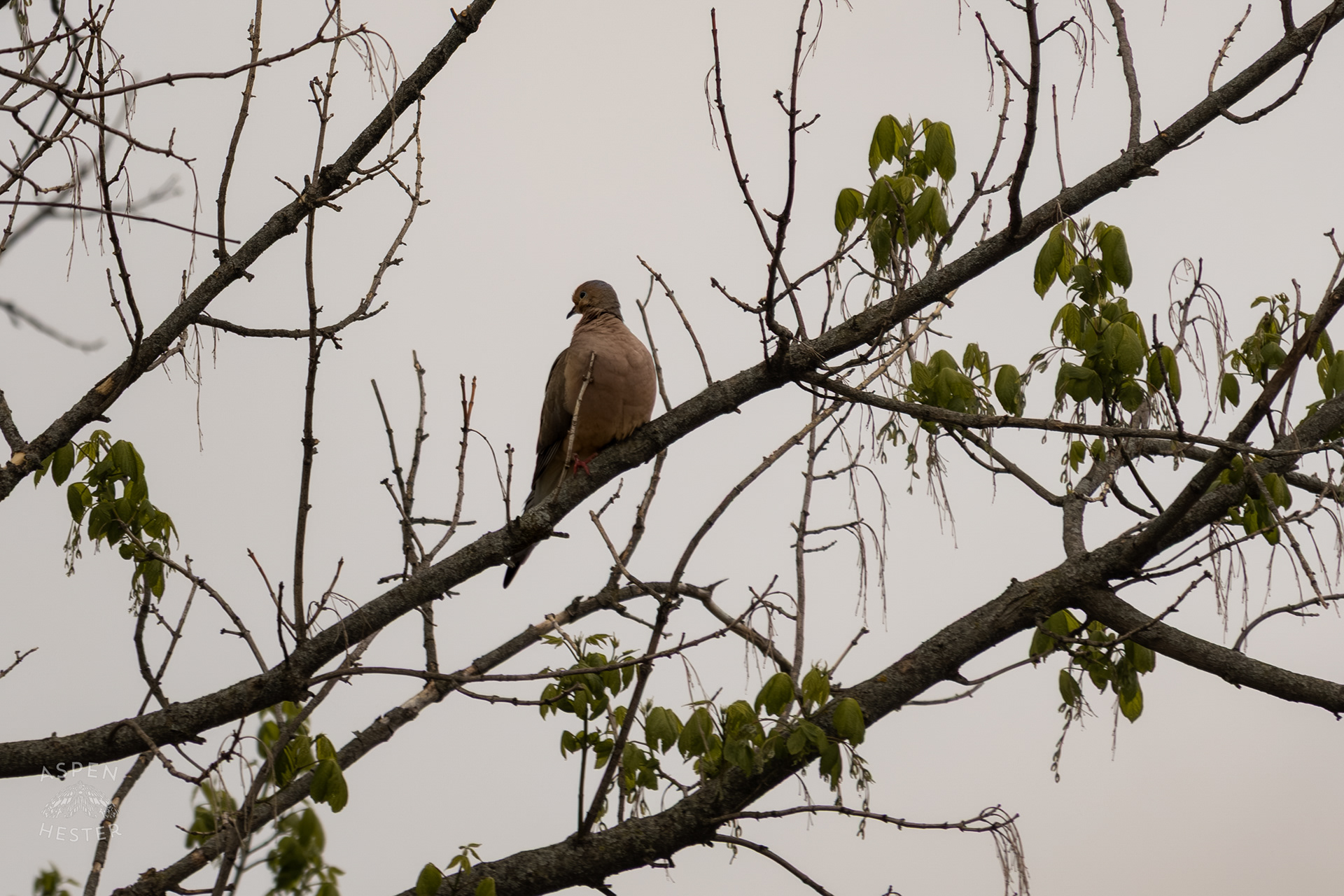 A Mourning Dove Rests High in The Trees Above The Ohio Rivers Near Crest Amid The Historic Flooding in Utica Indiana. April 9th, 2025/Aspen Hester