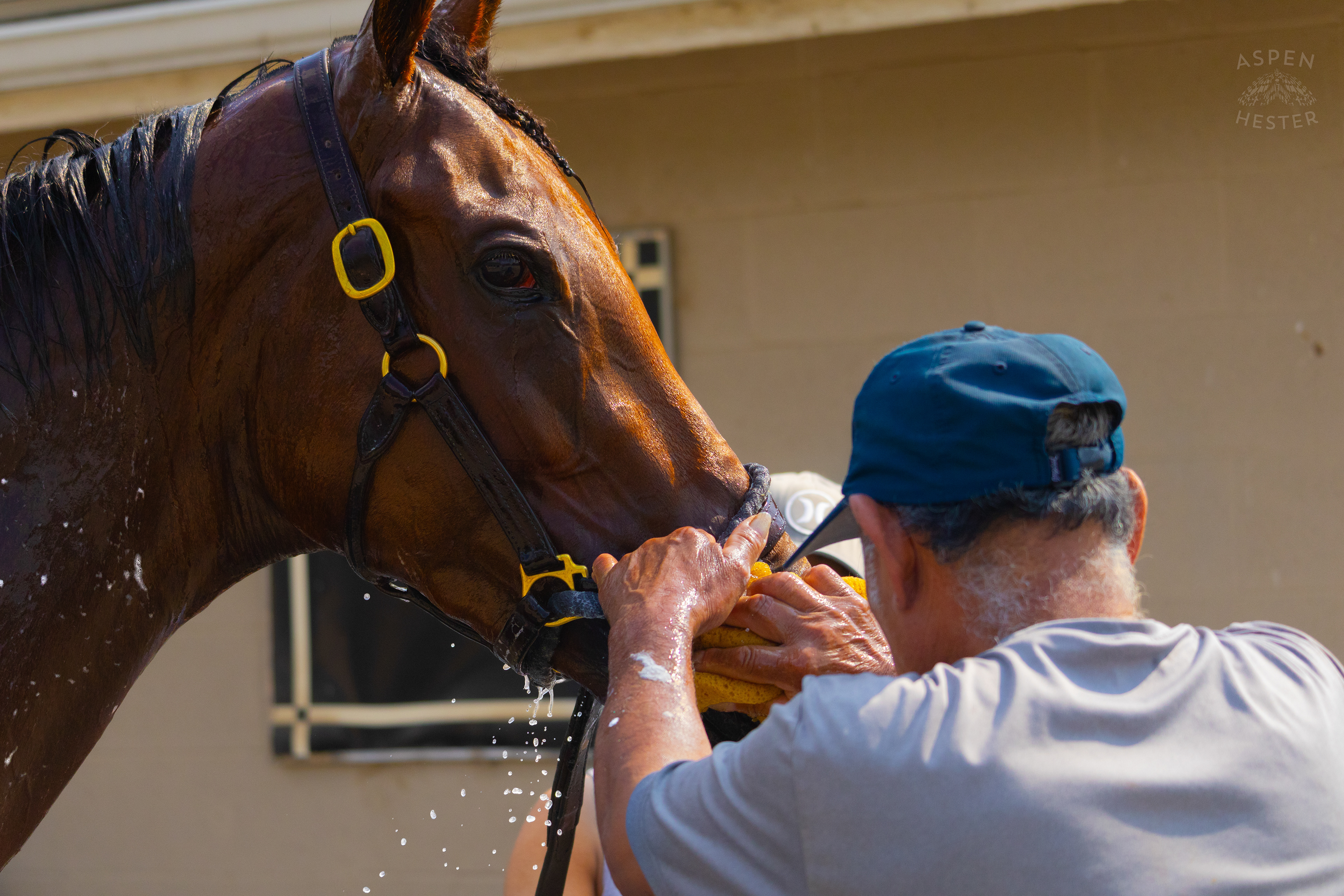 Bath Time for Horse Pharoah’s Wine. June 21st, 2024/Aspen Hester