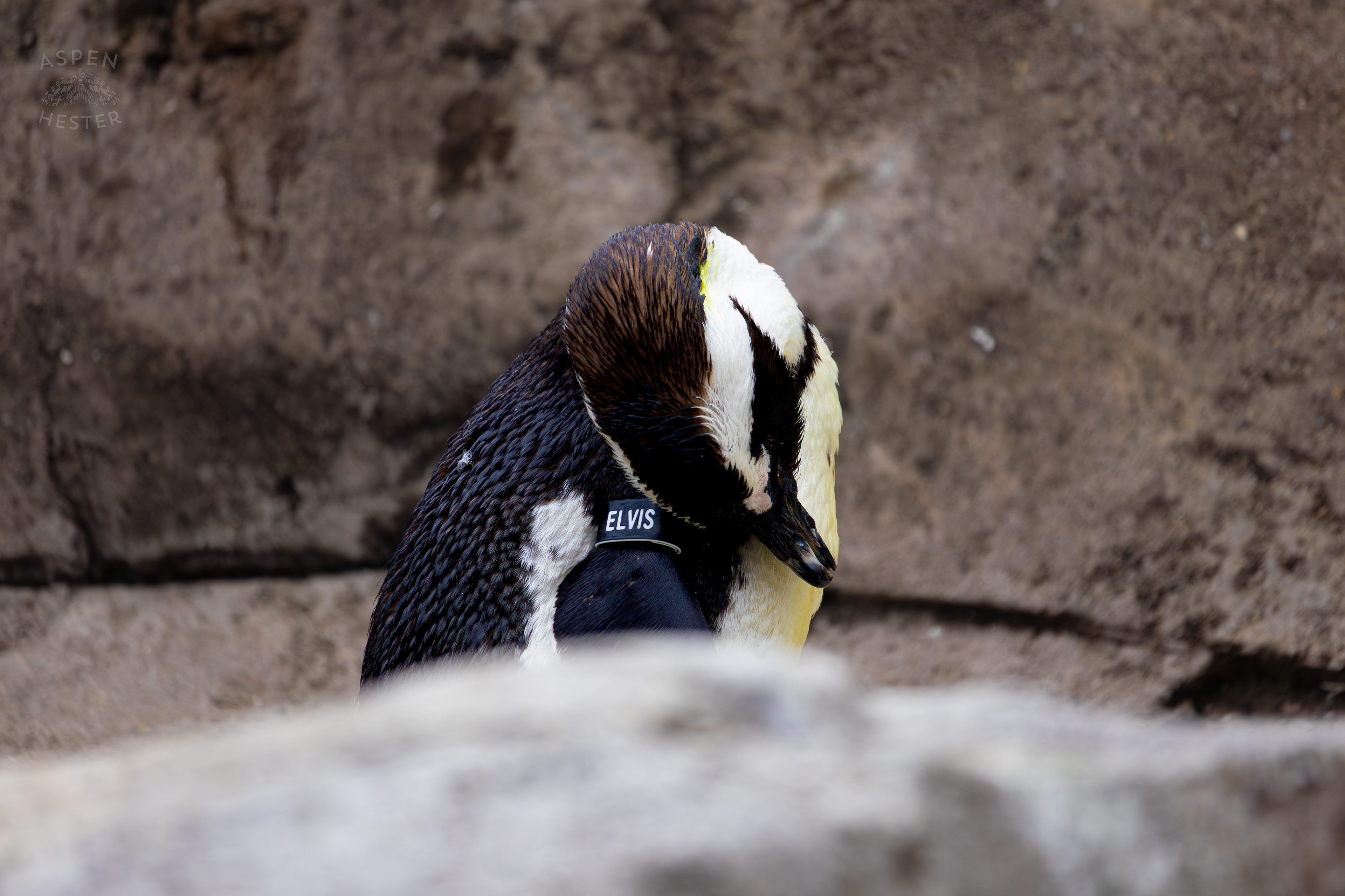 An African Penguin Named Elvis Chilling in Penguin Point Inside The National Aviary in Pittsburgh Pennsylvania. February 26th, 2025/Aspen Hester
