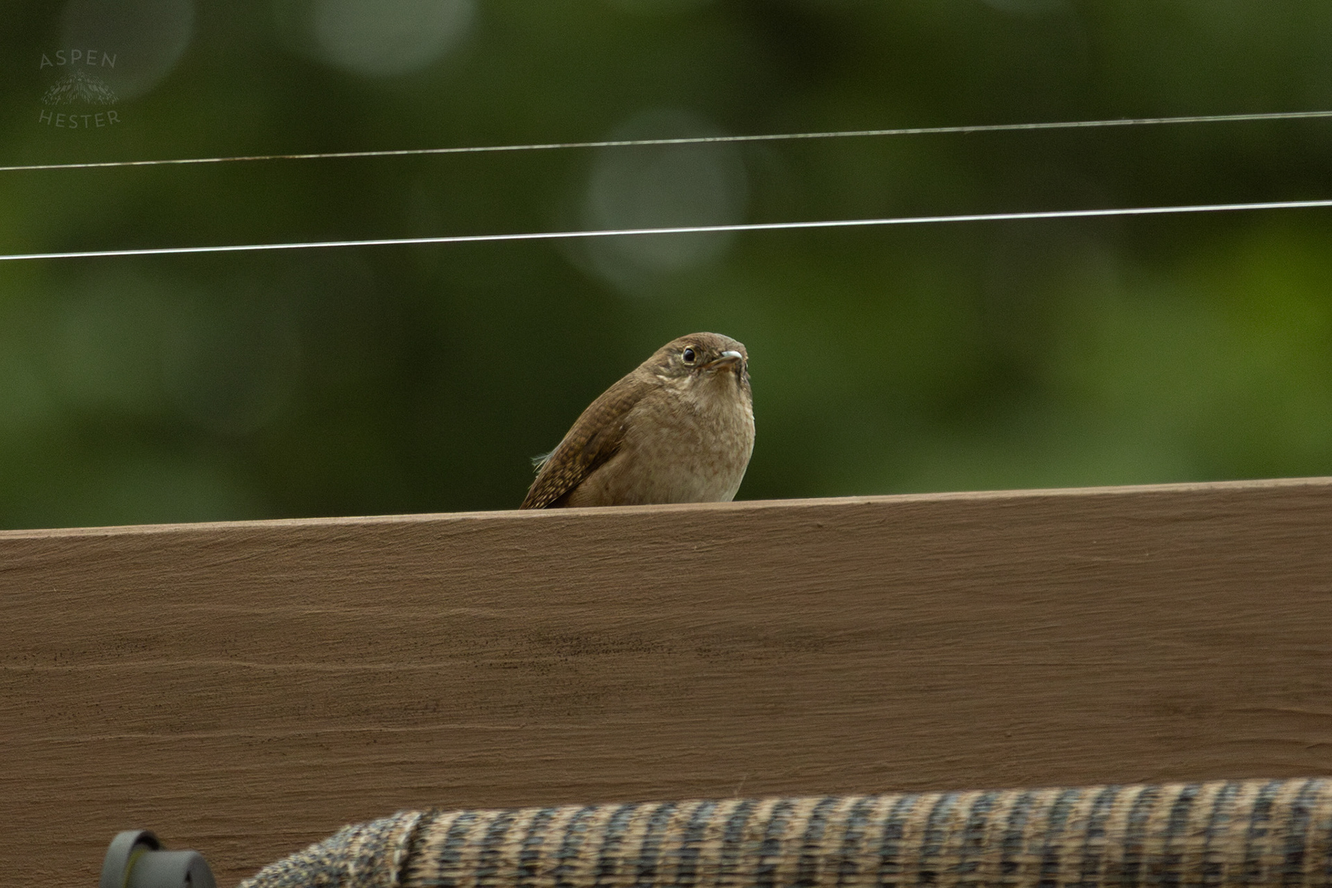 One of A Pair of Northern House Wrens Living in My Bird House. May 27th, 2025/Aspen Hester