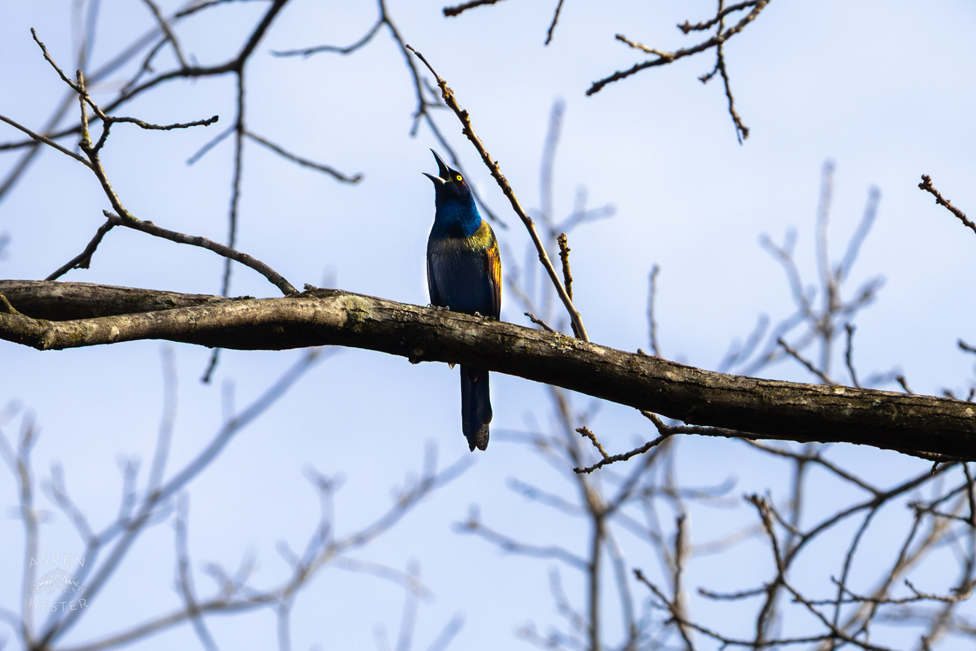 A Common Grackle Sings High in The Branches of My Neighbor's Yard. March 29th, 2026/Aspen Hester