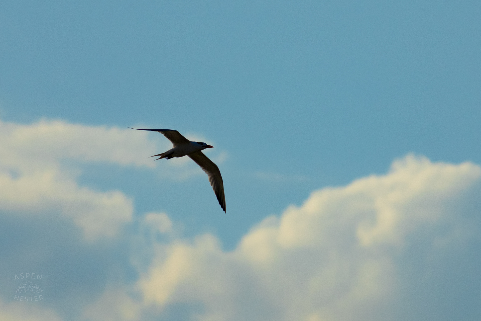 Seagull Flying Over Tybee Island Georgia. June 23rd, 2024/Aspen Hester
