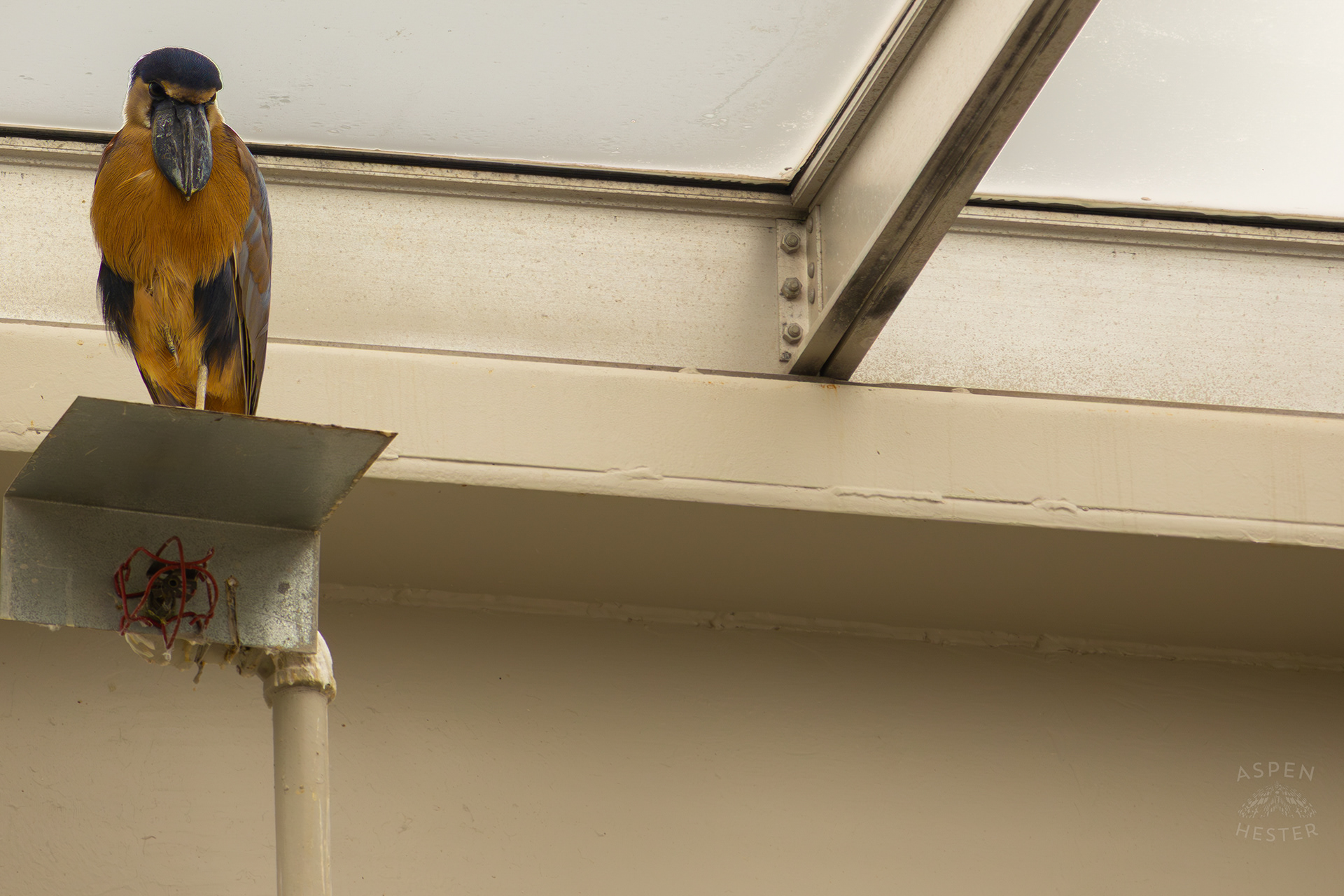 A Boat-Billed Heron Perches High Above The Wetlands Inside The National Aviary in Pittsburgh Pennsylvania. February 26th, 2025/Aspen Hester