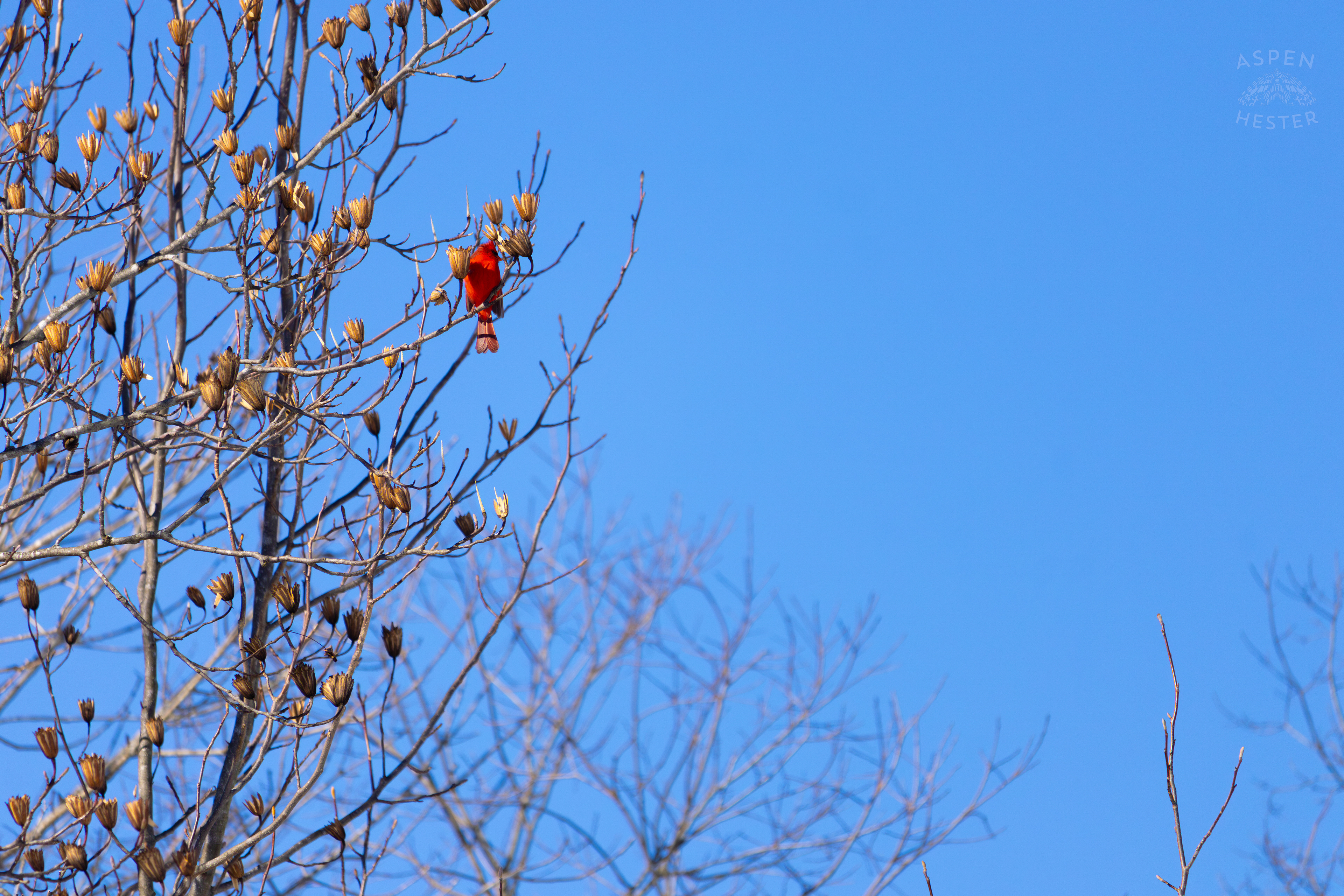 A Cardinal Sits in A Tulip Tree in my Backyard. January 13th, 2025/Aspen Hester