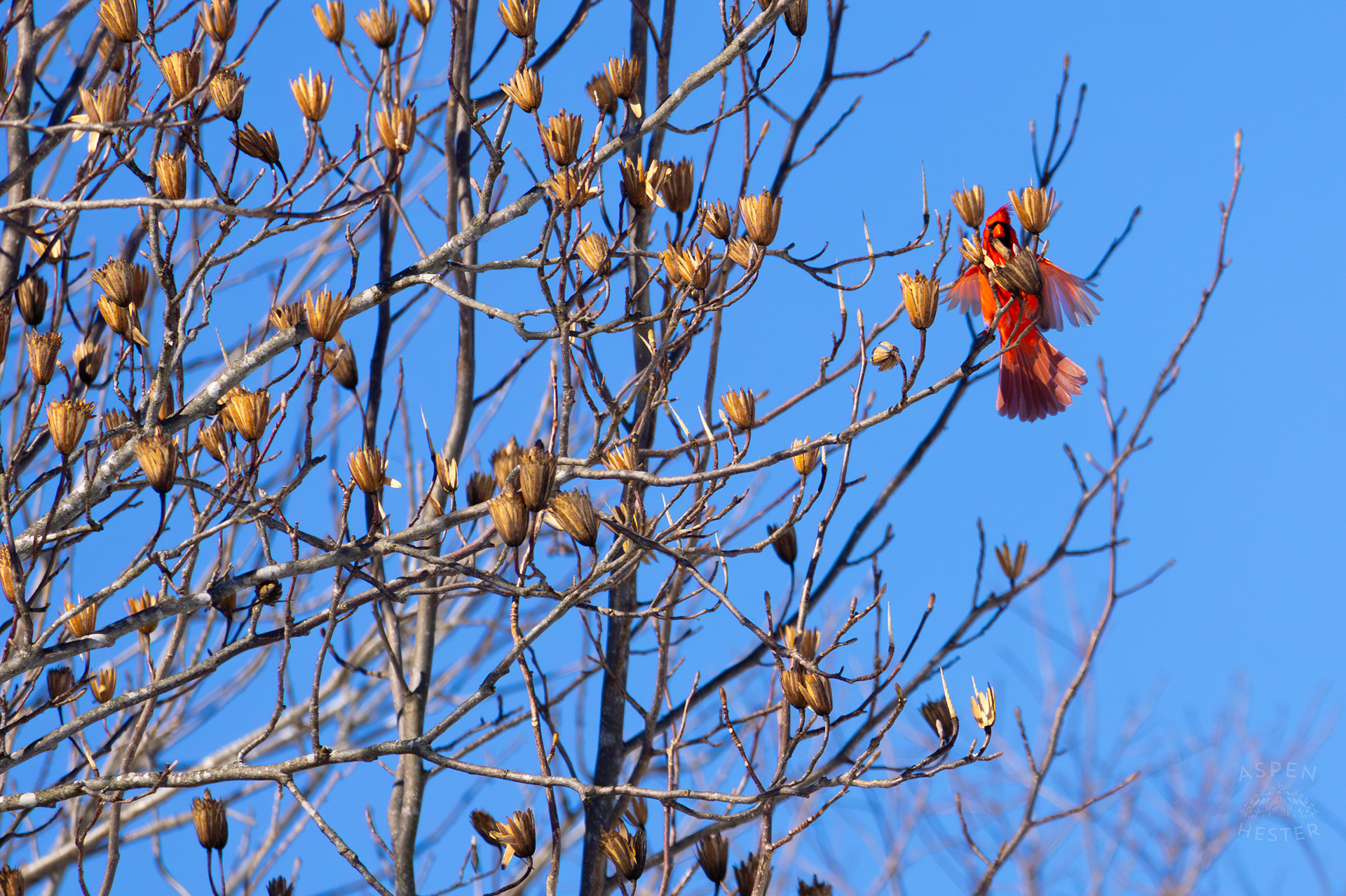  A Male Cardinal Flies From Branch to Branch in A Tulip Tree in my Snowy Backyard. January 13th, 2025/Aspen Hester