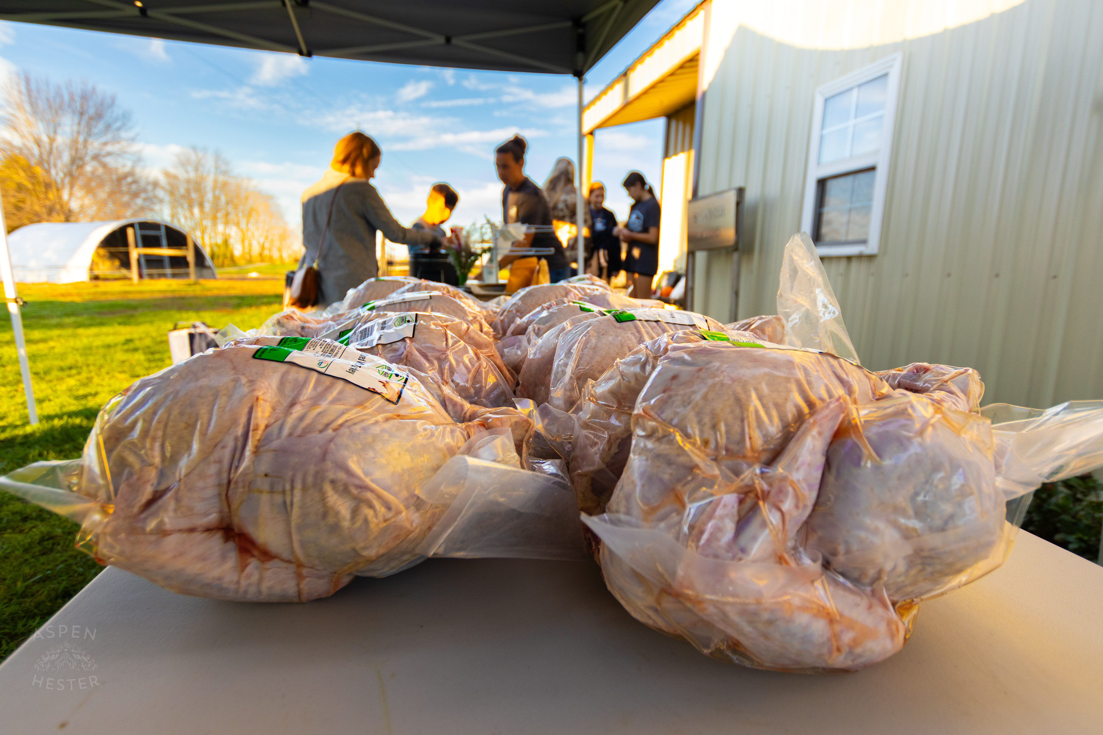Turkeys, Slaughtered and Processed the Day Before Ready to Be Taken Home on Skinner Farms Thanksgiving Turkey Pick Up Day. November 24th, 2024/Aspen Hester