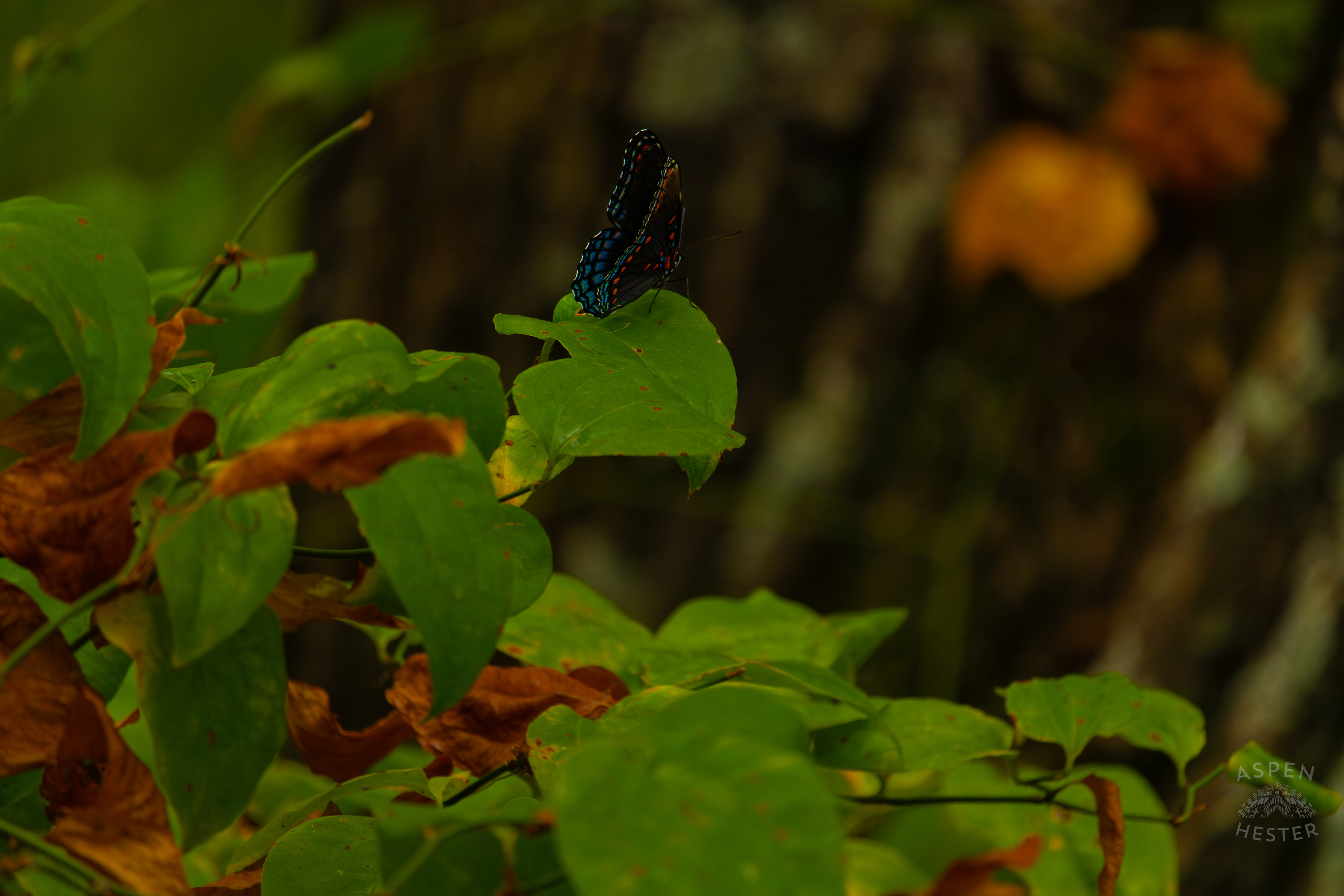 A Red-Spotted Admiral Butterfly Sits on A Bush Inside Jefferson Memorial Forest. September 3rd, 2024/Aspen Hester