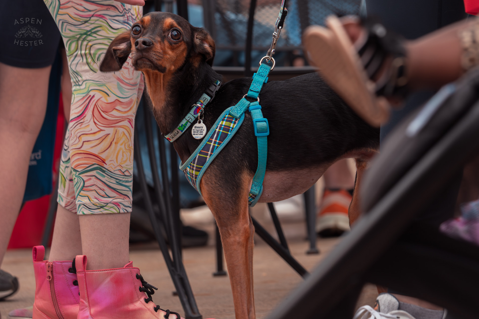 A Dog of Unknown Breed Named “Henry” at Westport Village’s 5th Annual Puppy Palooza. April 19th, 2025/Aspen Hester