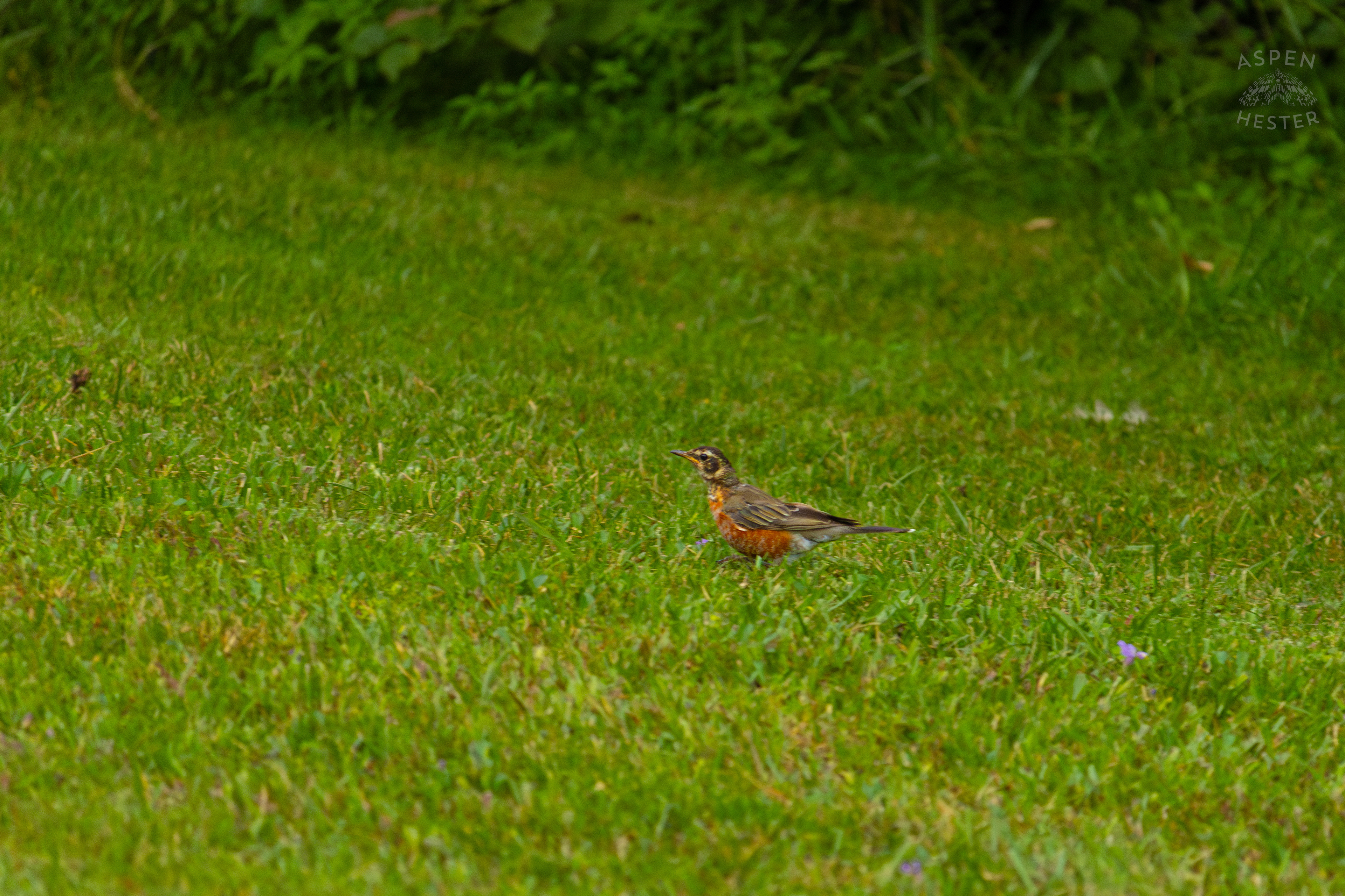 A Robin Hunts for Worms it in Wendell Moore Park. August 12th, 2024/Aspen Hester