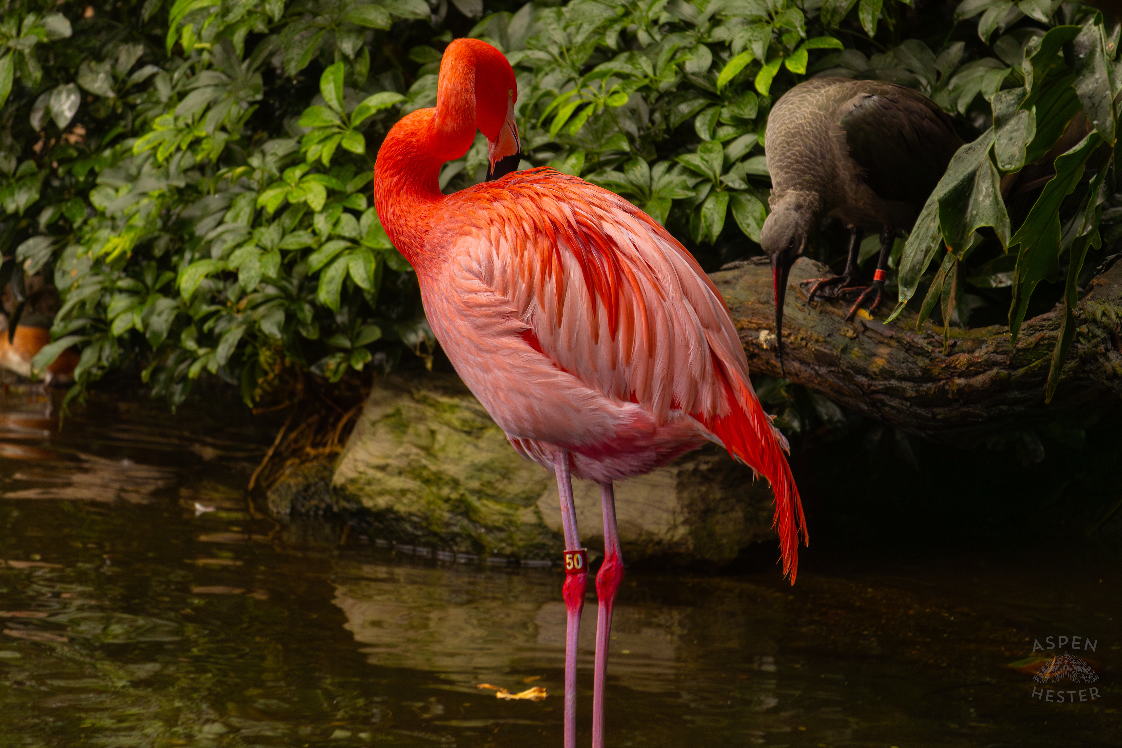 An American Flamingo Chills in The Waters of The Wetlands Inside The National Aviary in Pittsburgh Pennsylvania. February 26th, 2025/Aspen Hester