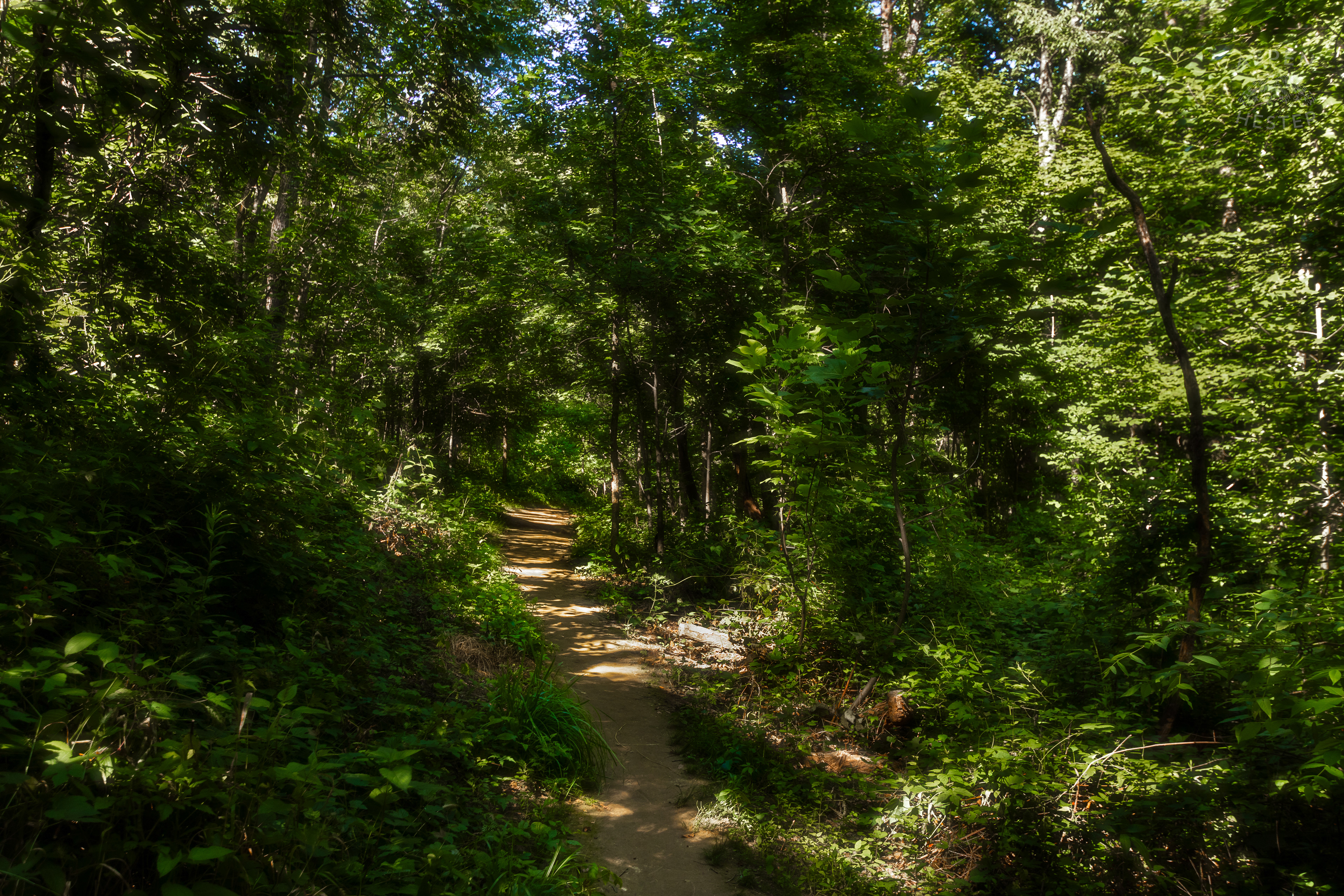 Trails Through Cherokee Park. June 11th, 2024/Aspen Hester