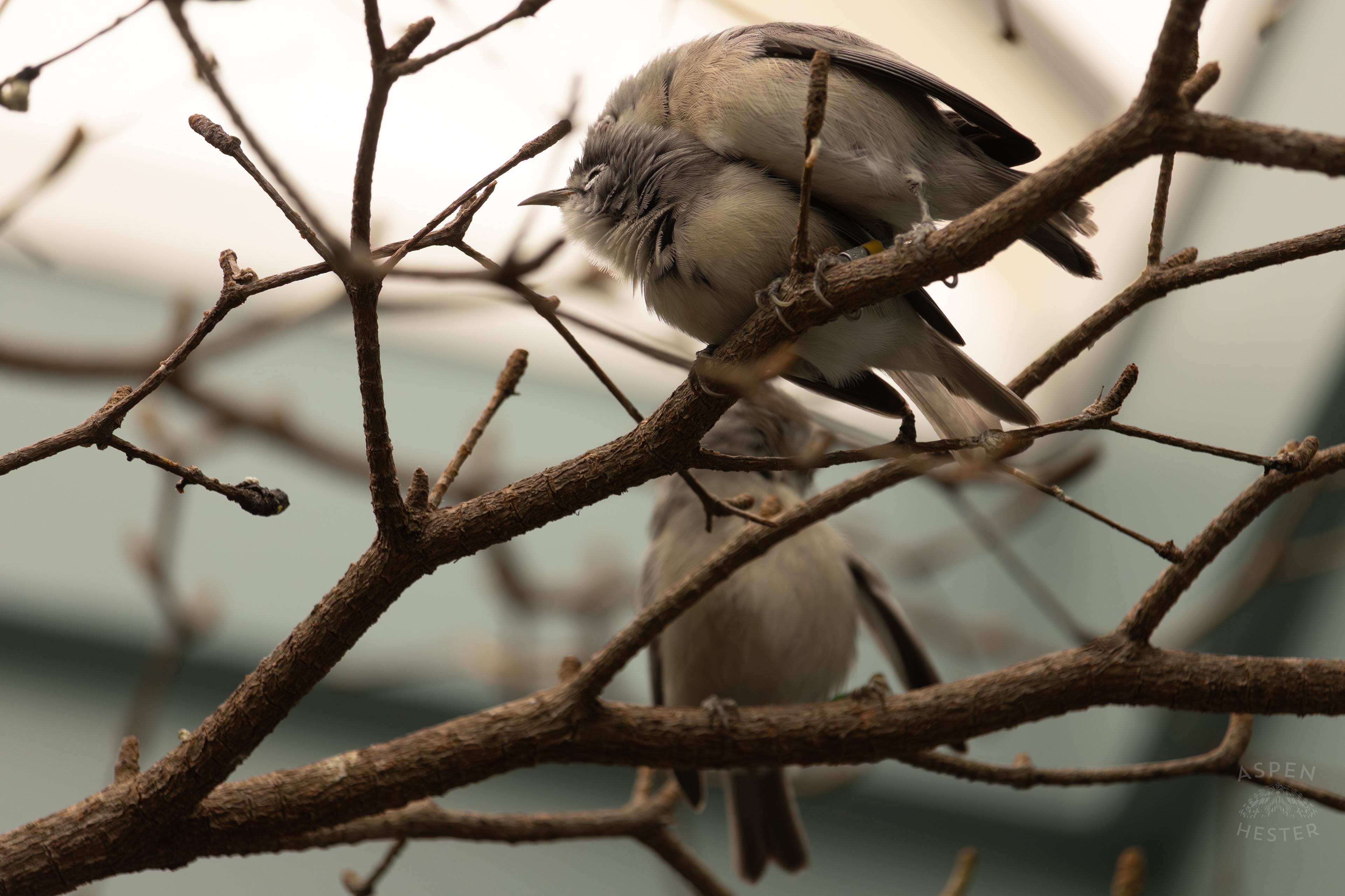 Two Bridled White-Eyes Preen Each Other on A Branch in The Grasslands Inside The National Aviary in Pittsburgh Pennsylvania. February 26th, 2025/Aspen Hester