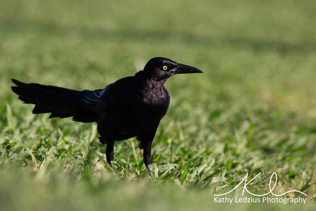 Grackle