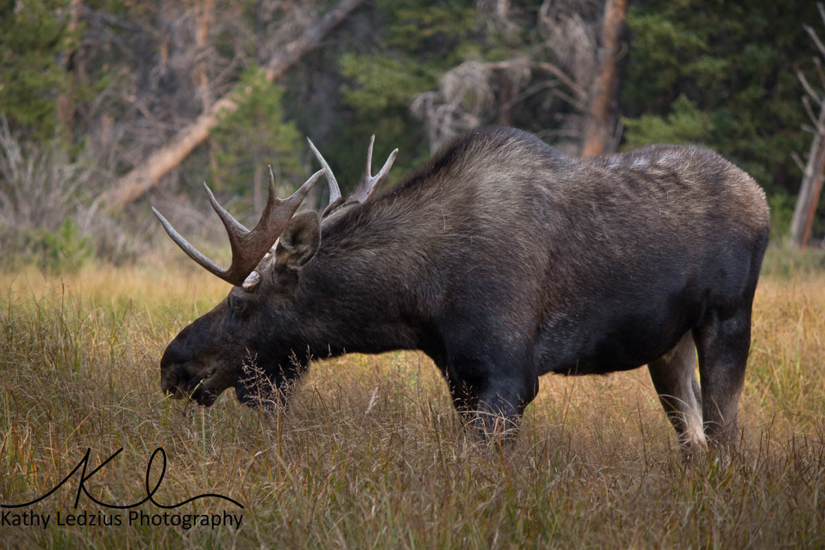 Moose