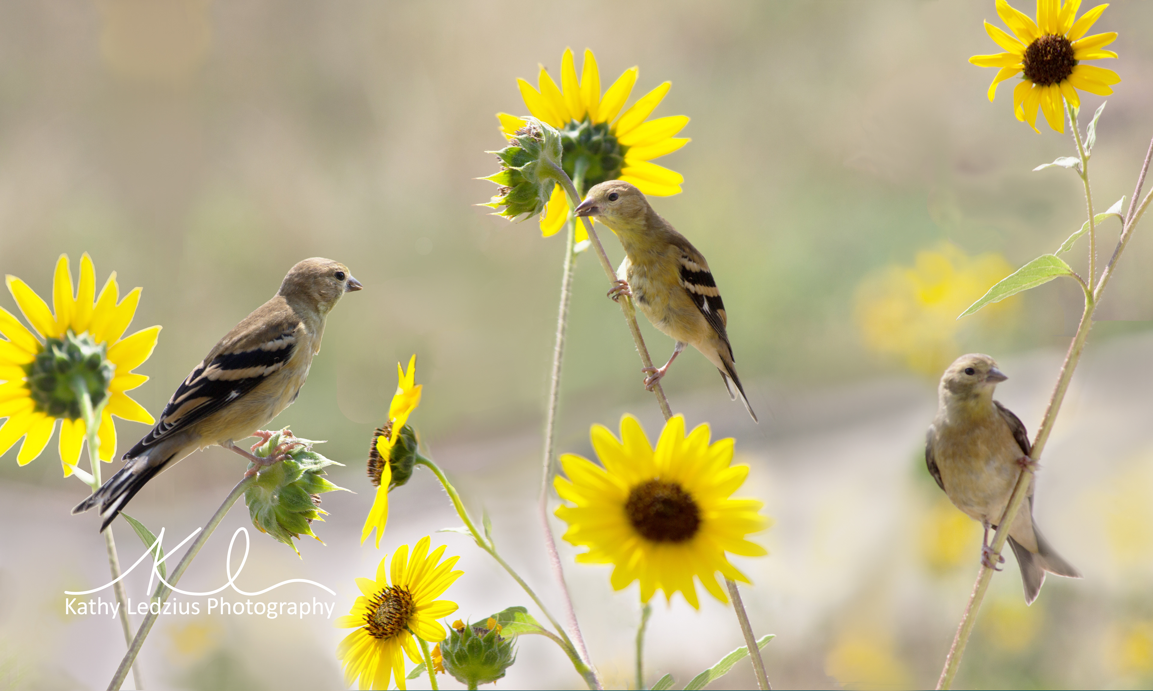 Three Little Birds