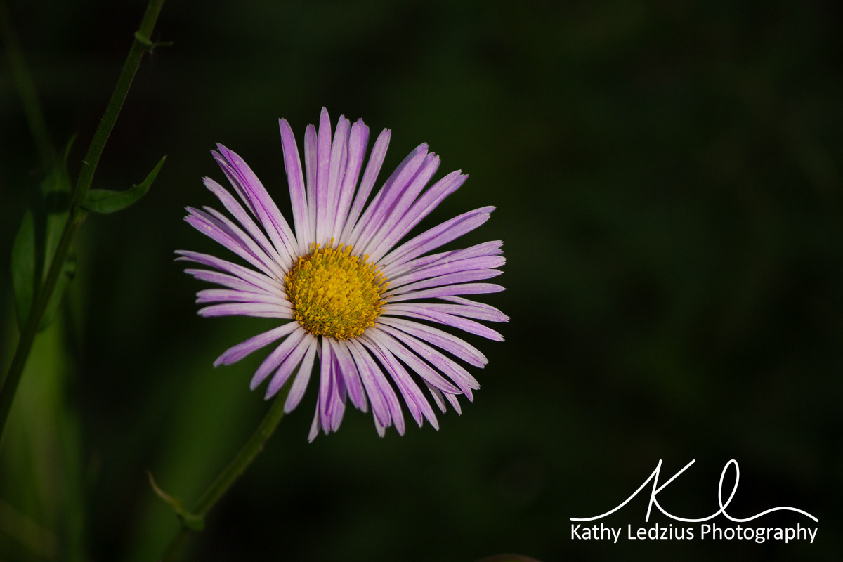 Aspen Daisy