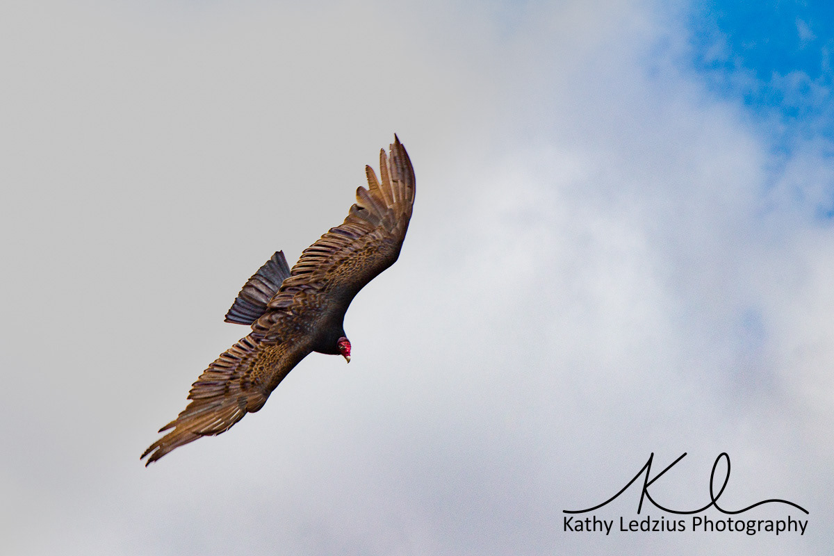 Turkey Vulture