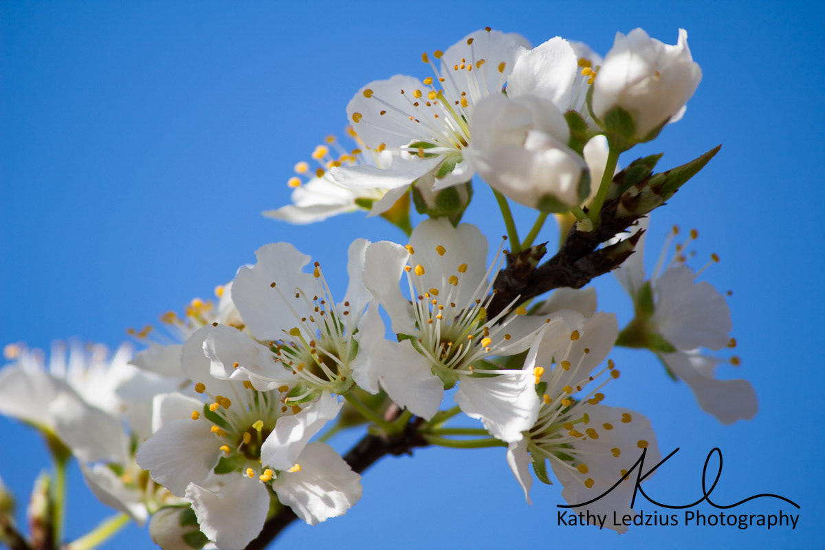 Plum Tree Blossoms