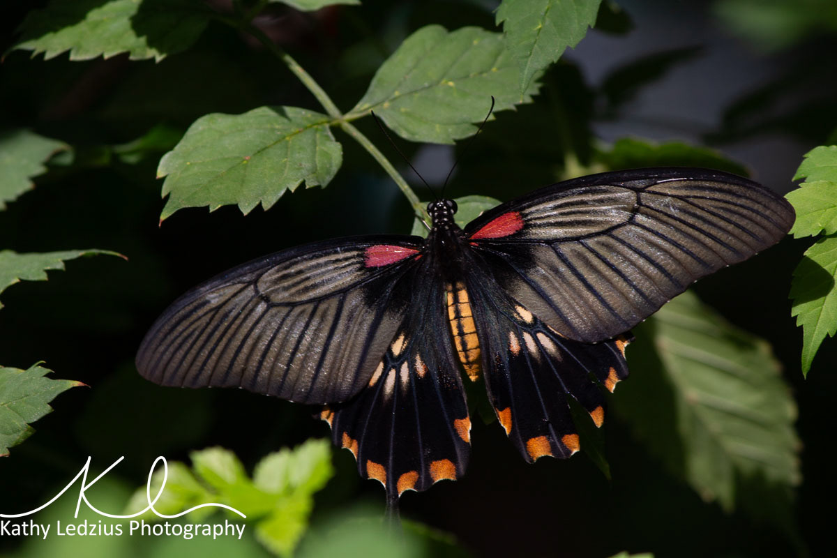 Great Mormon Butterfly