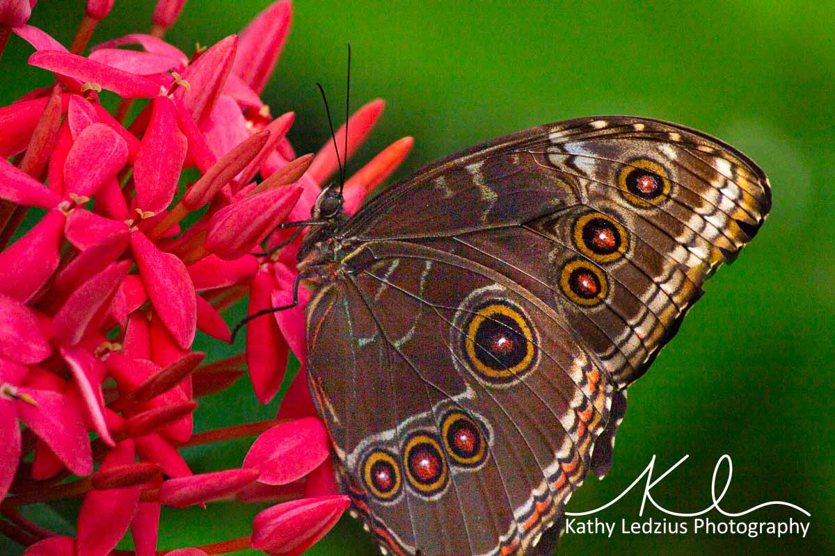 Buckeye Butterfly